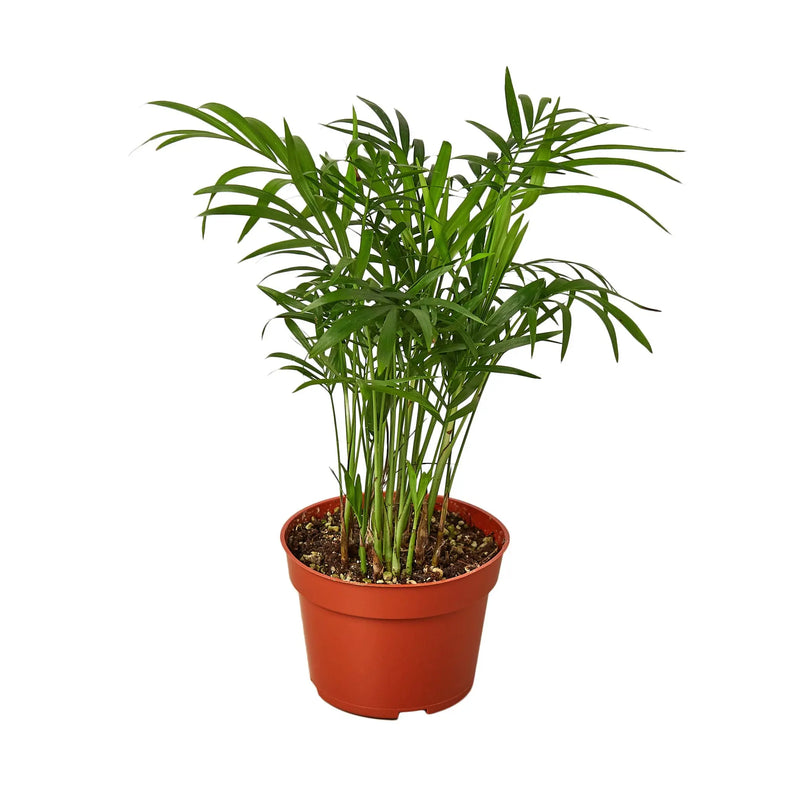 Parlor Palm House Plant Wholesale