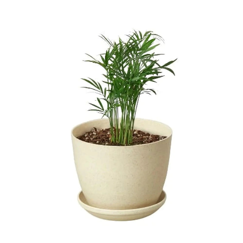 Parlor Palm House Plant Wholesale