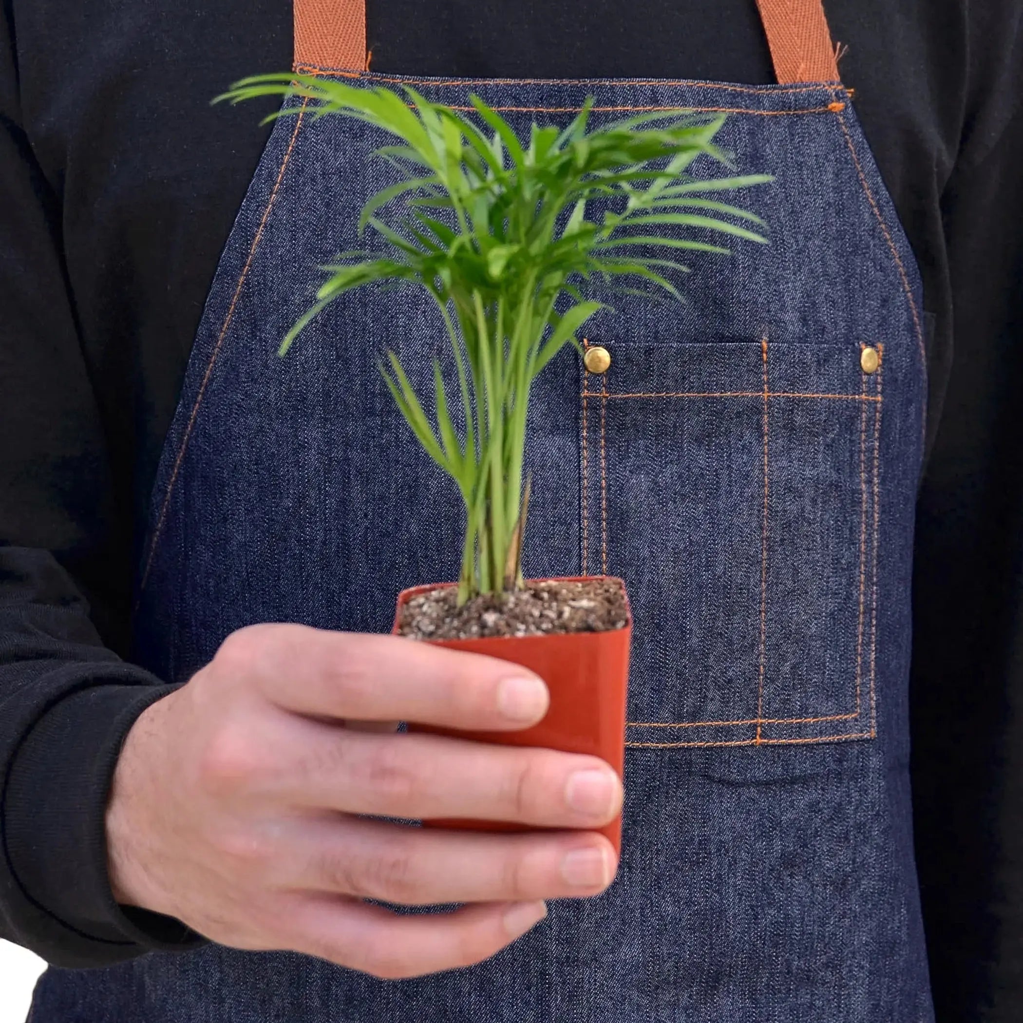 Parlor Palm House Plant Wholesale