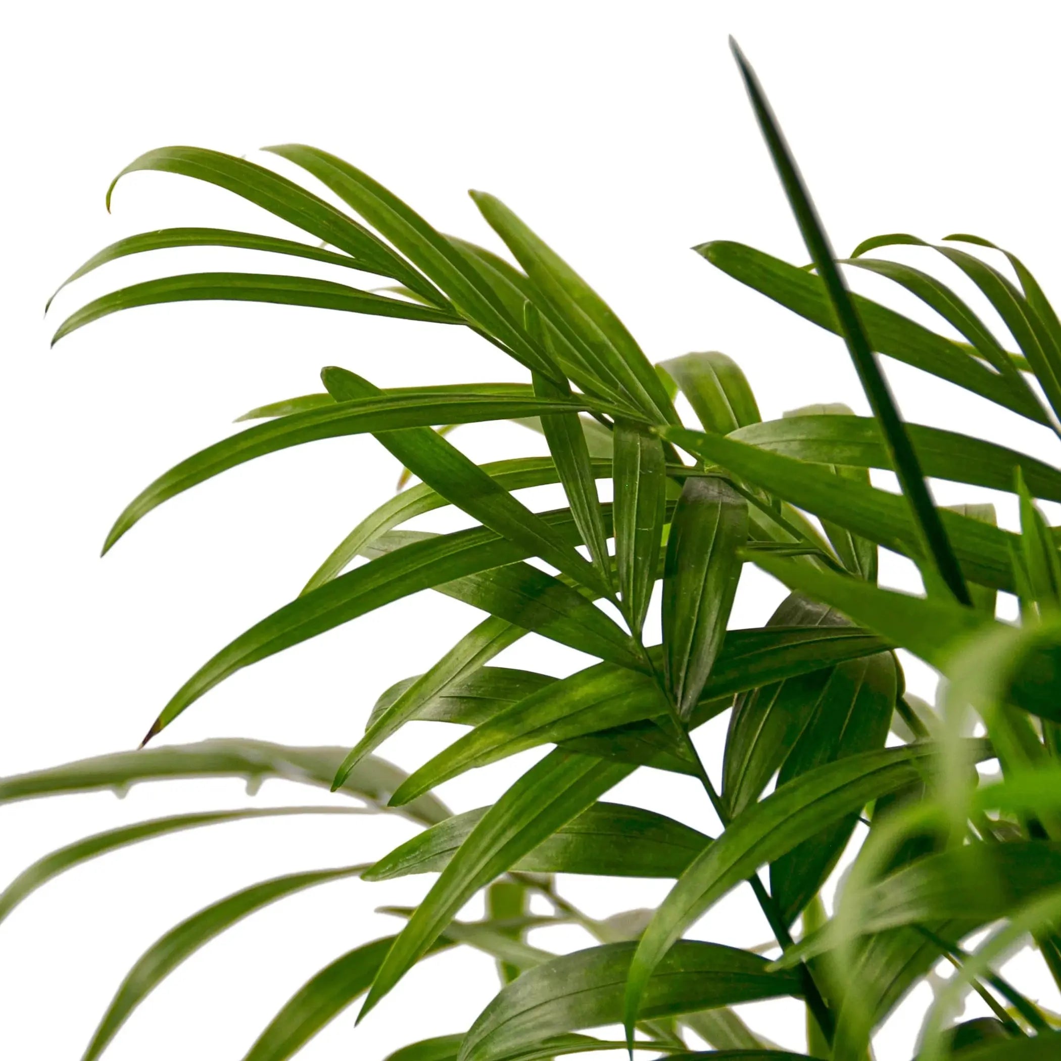 Parlor Palm House Plant Wholesale