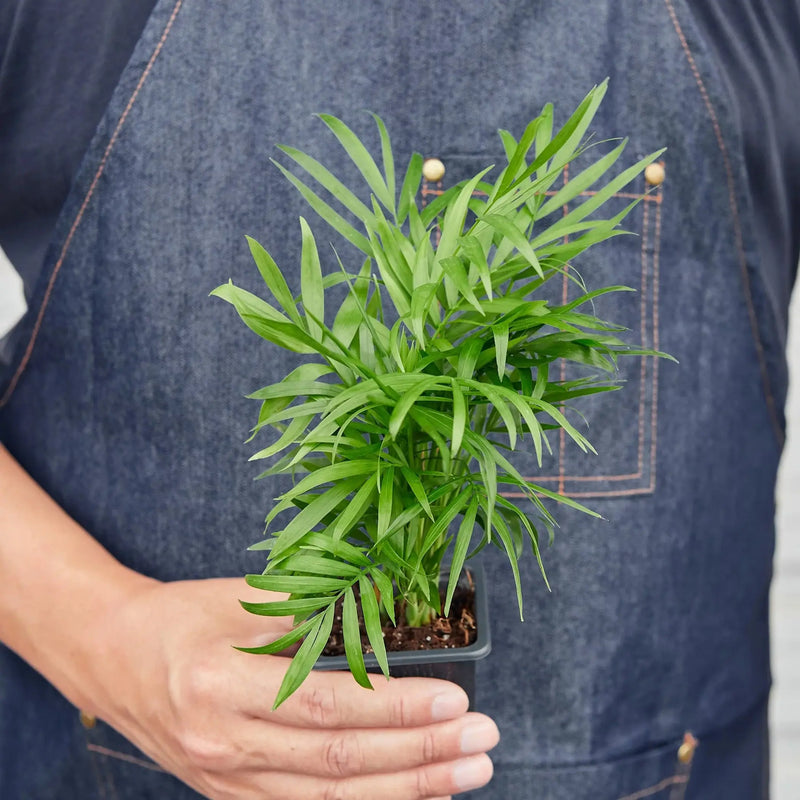 Parlor Palm House Plant Wholesale