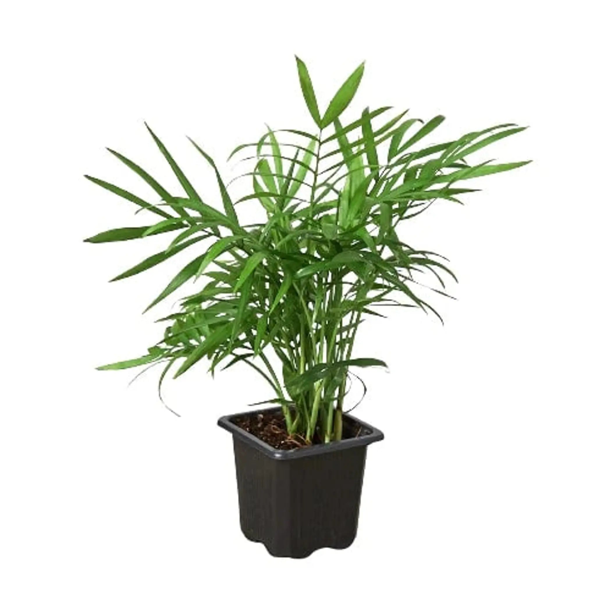 Parlor Palm House Plant Wholesale