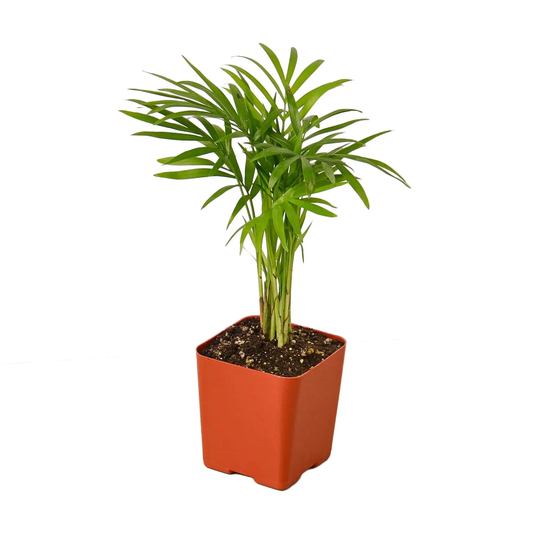 Parlor Palm House Plant Wholesale
