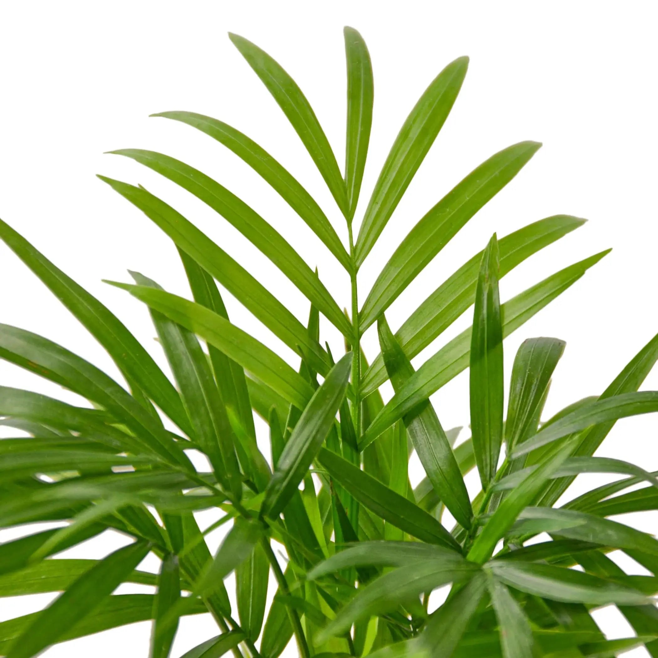 Parlor Palm House Plant Wholesale