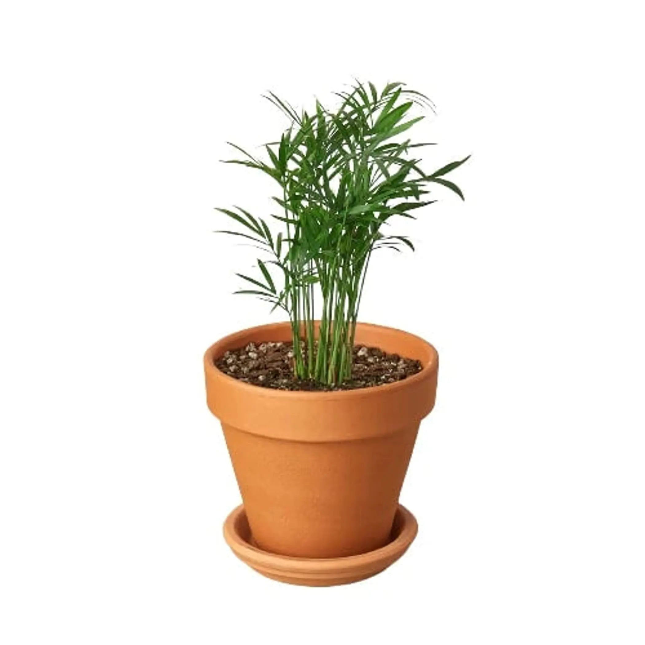 Parlor Palm House Plant Wholesale