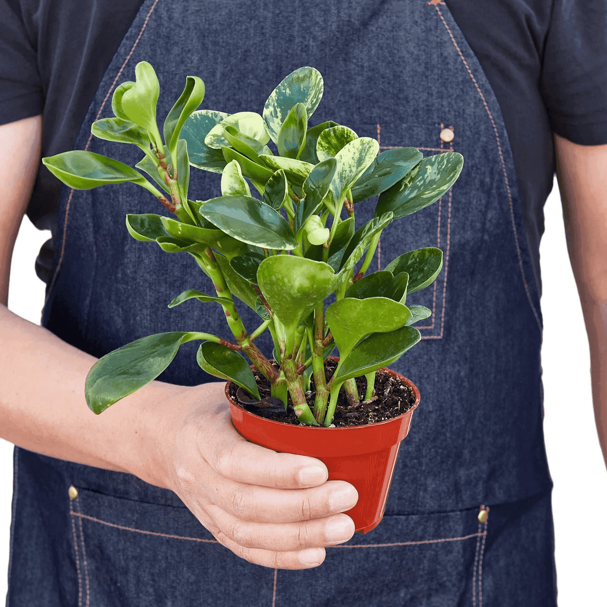 Peperomia 'Marble' House Plant Wholesale