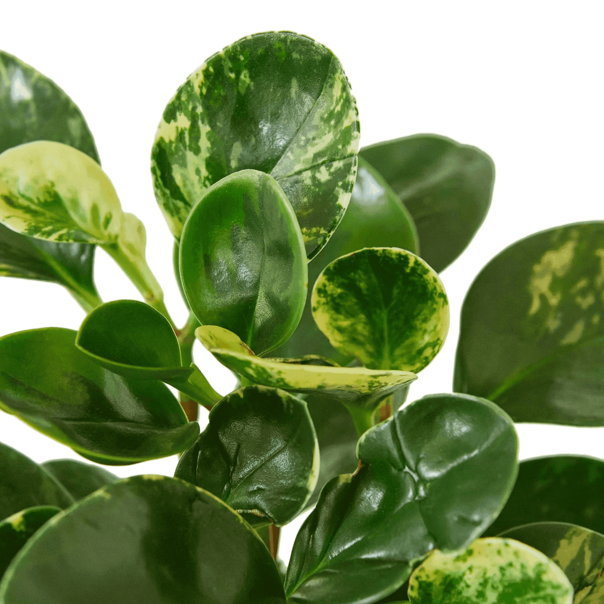 Peperomia 'Marble' House Plant Wholesale