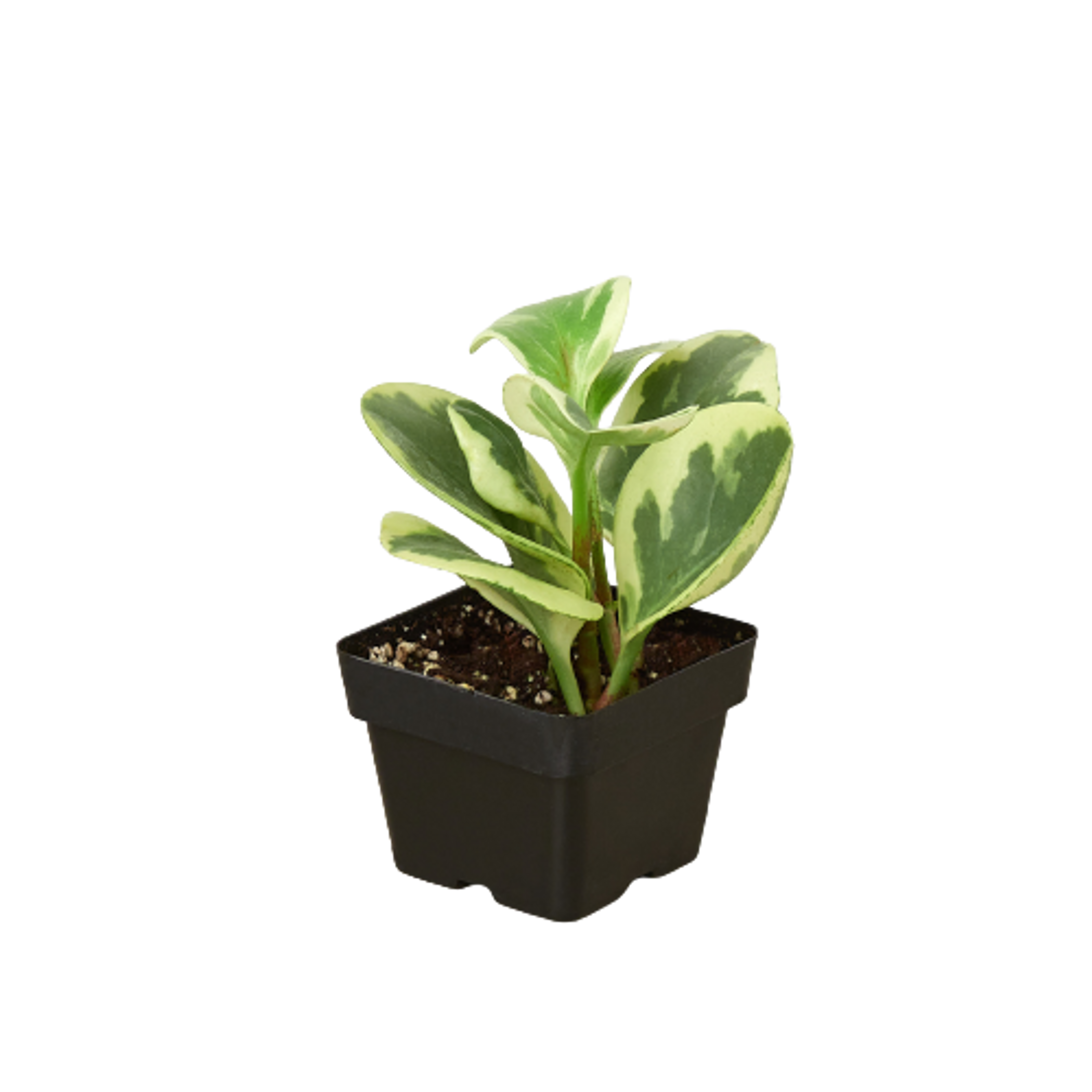 Peperomia 'Marble' House Plant Wholesale