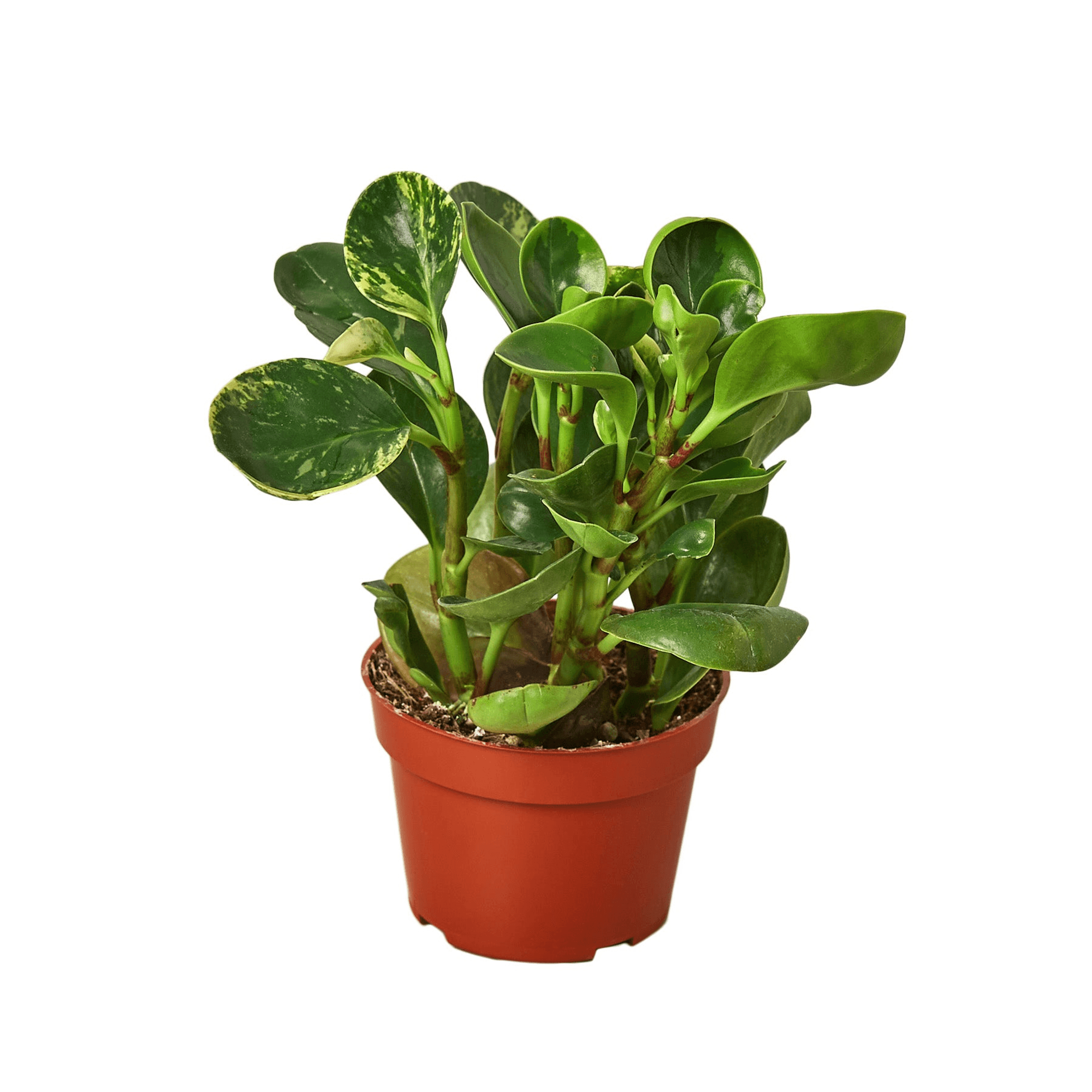 Peperomia 'Marble' House Plant Wholesale