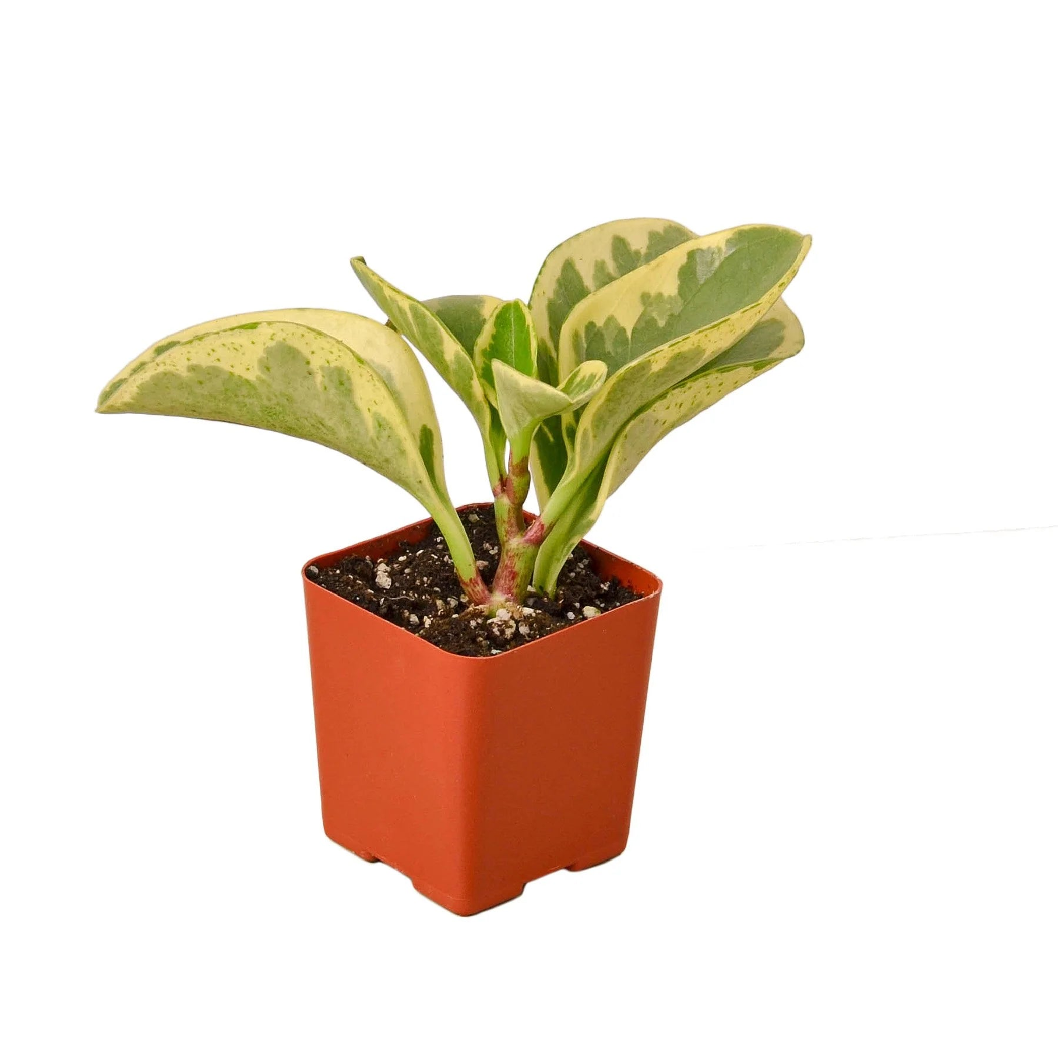 Peperomia 'Marble' House Plant Wholesale