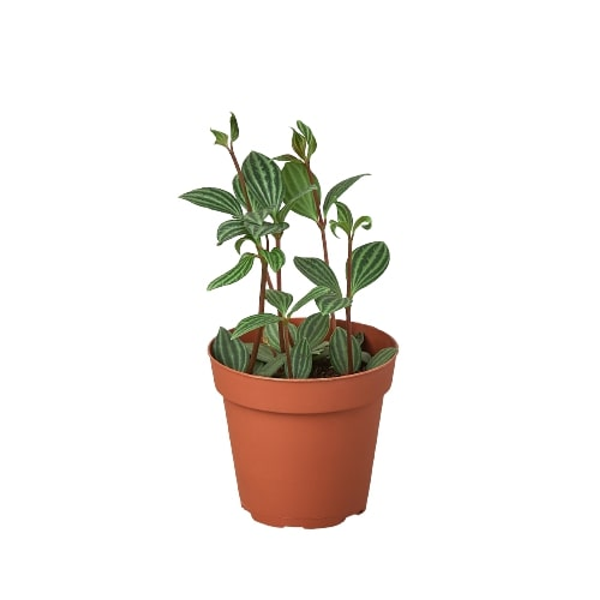 Peperomia 'Parallel' House Plant Wholesale