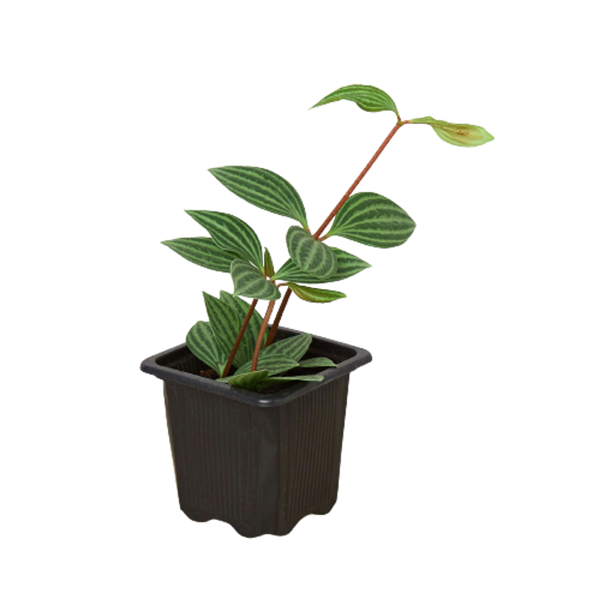 Peperomia 'Parallel' House Plant Wholesale