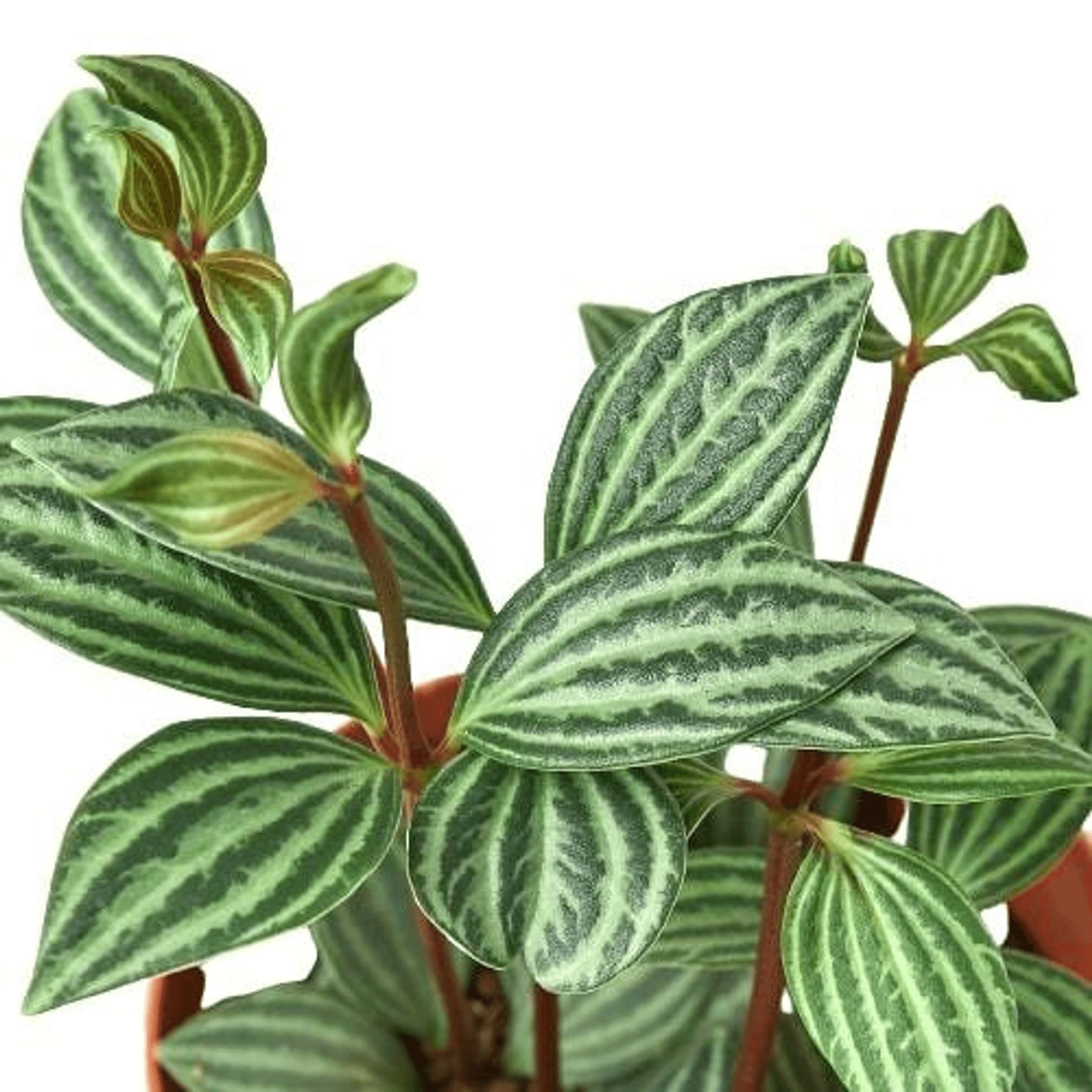 Peperomia 'Parallel' House Plant Wholesale