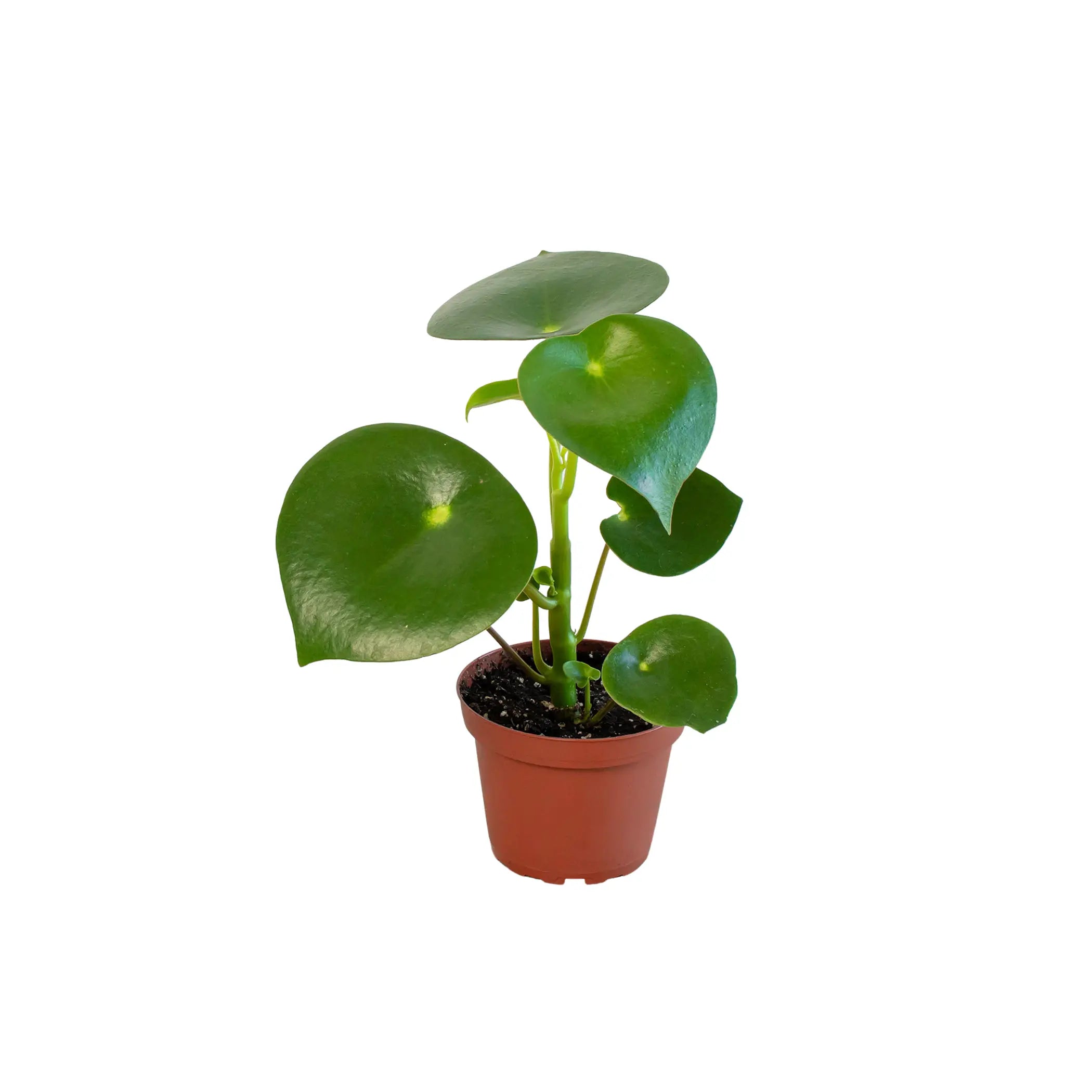 Peperomia 'Raindrop' - 4" Pot House Plant Dropship