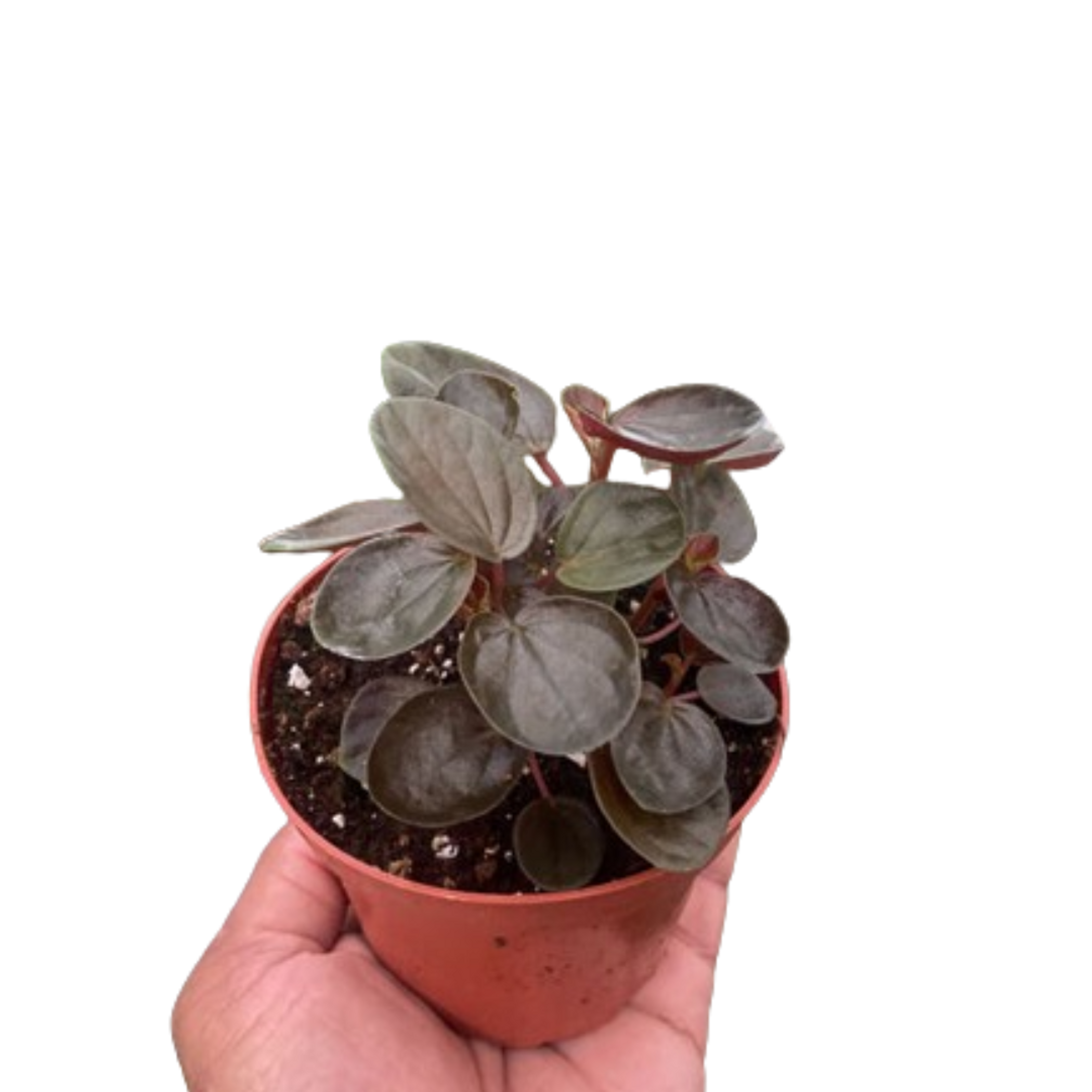 Peperomia 'Rugosa' House Plant Wholesale