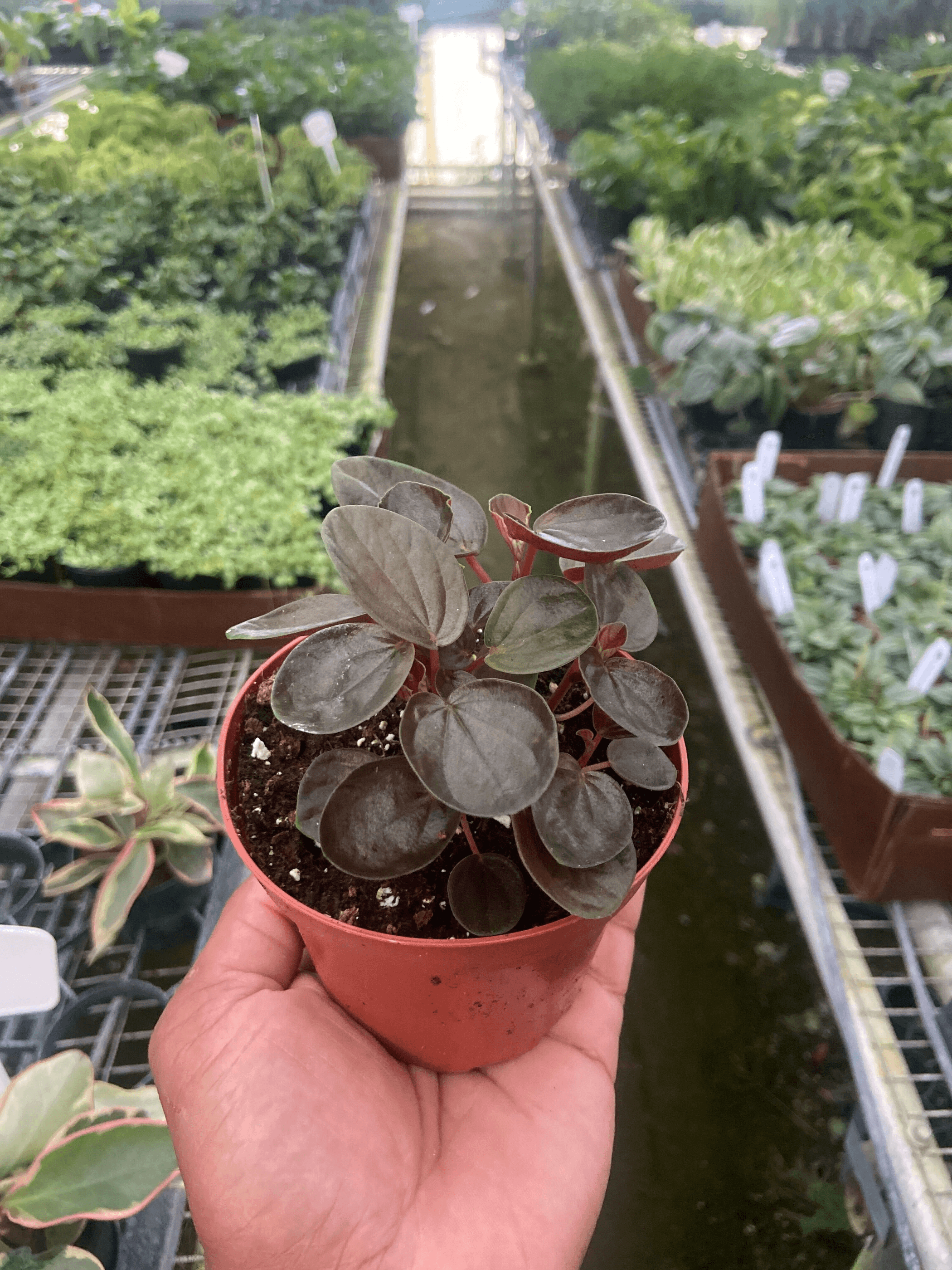 Peperomia 'Rugosa' House Plant Wholesale