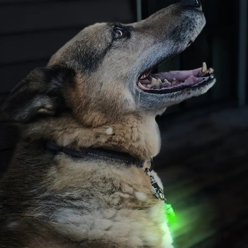 Pet Blinkers Flashing LED Pet Safety Light Flipo