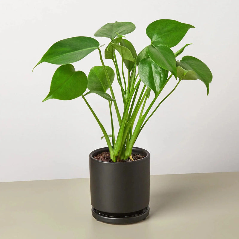 Philodendron Monstera Split-Leaf House Plant Wholesale