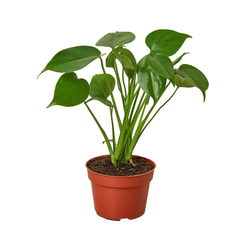 Philodendron Monstera Split-Leaf House Plant Wholesale