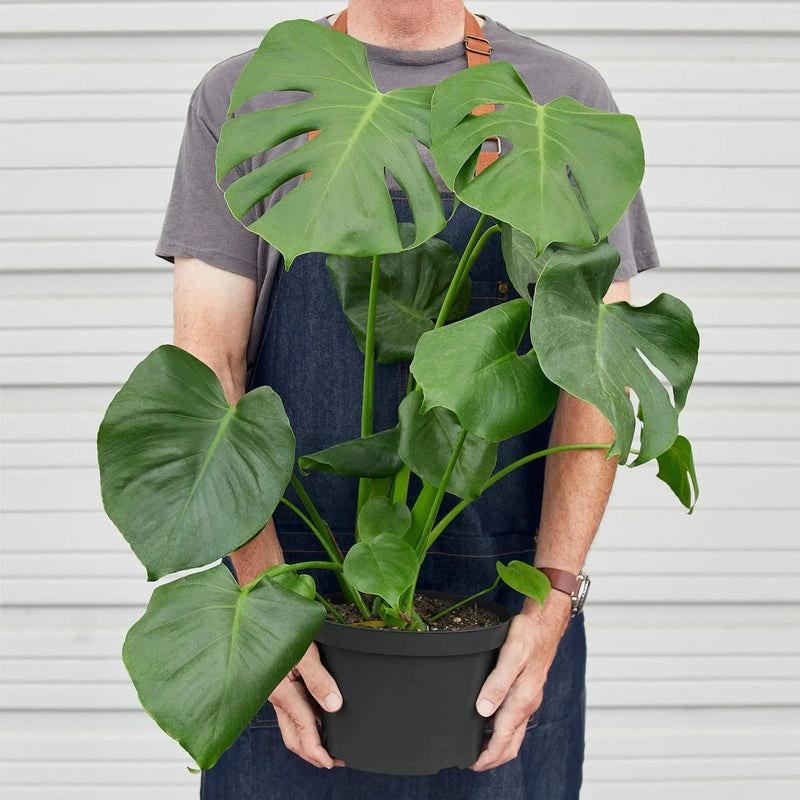 Philodendron Monstera Split-Leaf House Plant Wholesale