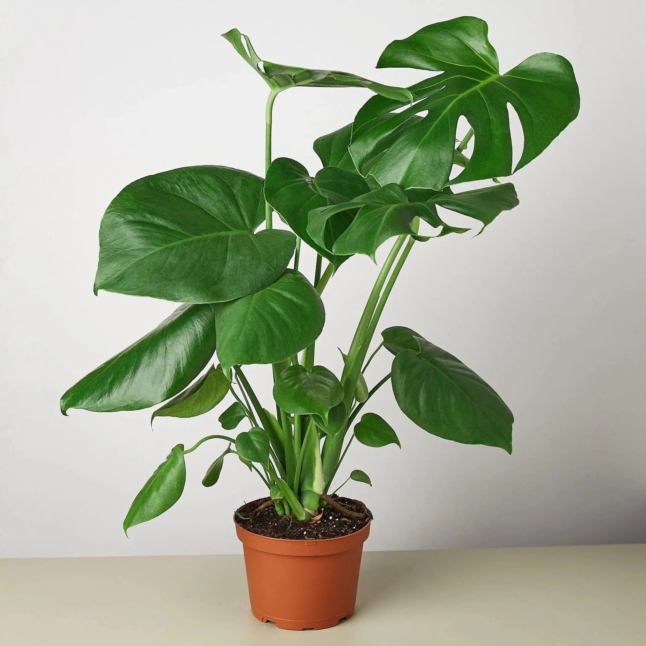 Philodendron Monstera Split-Leaf House Plant Wholesale