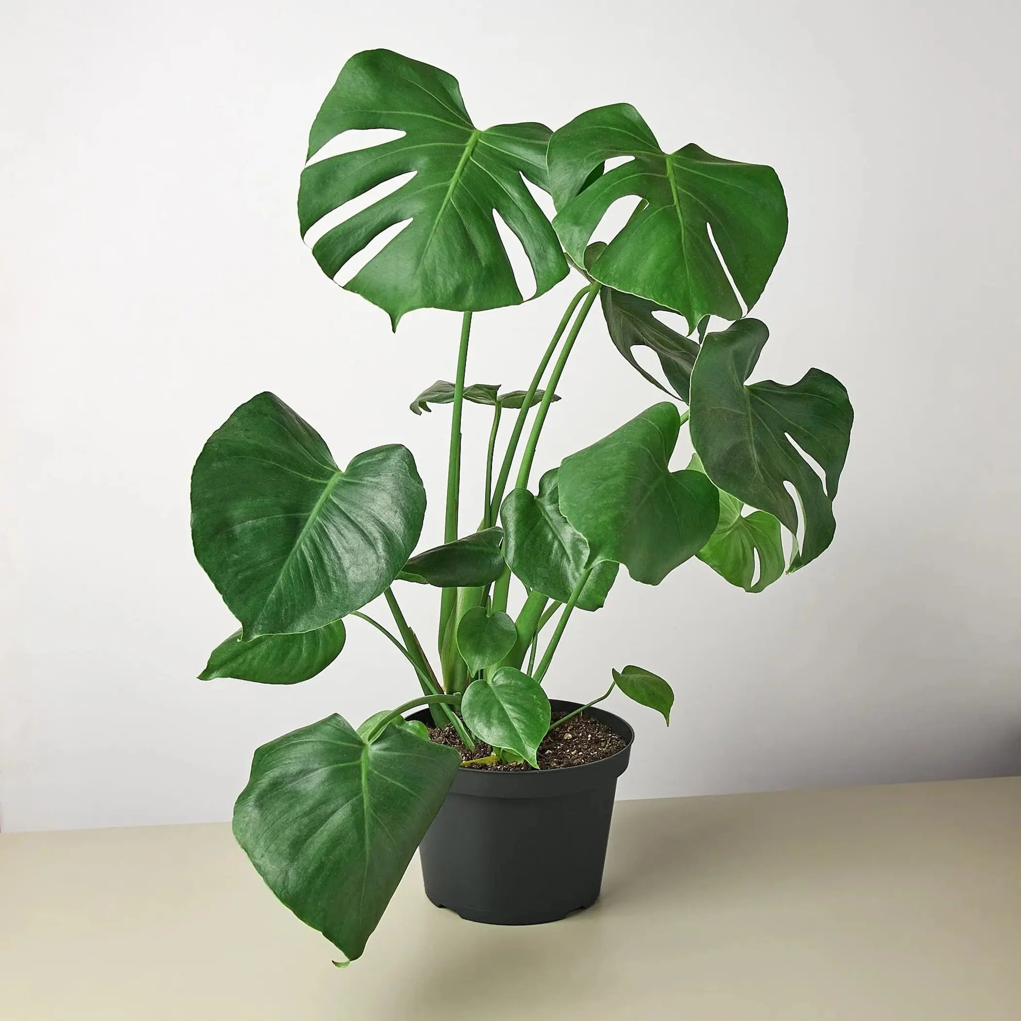 Philodendron Monstera Split-Leaf House Plant Wholesale