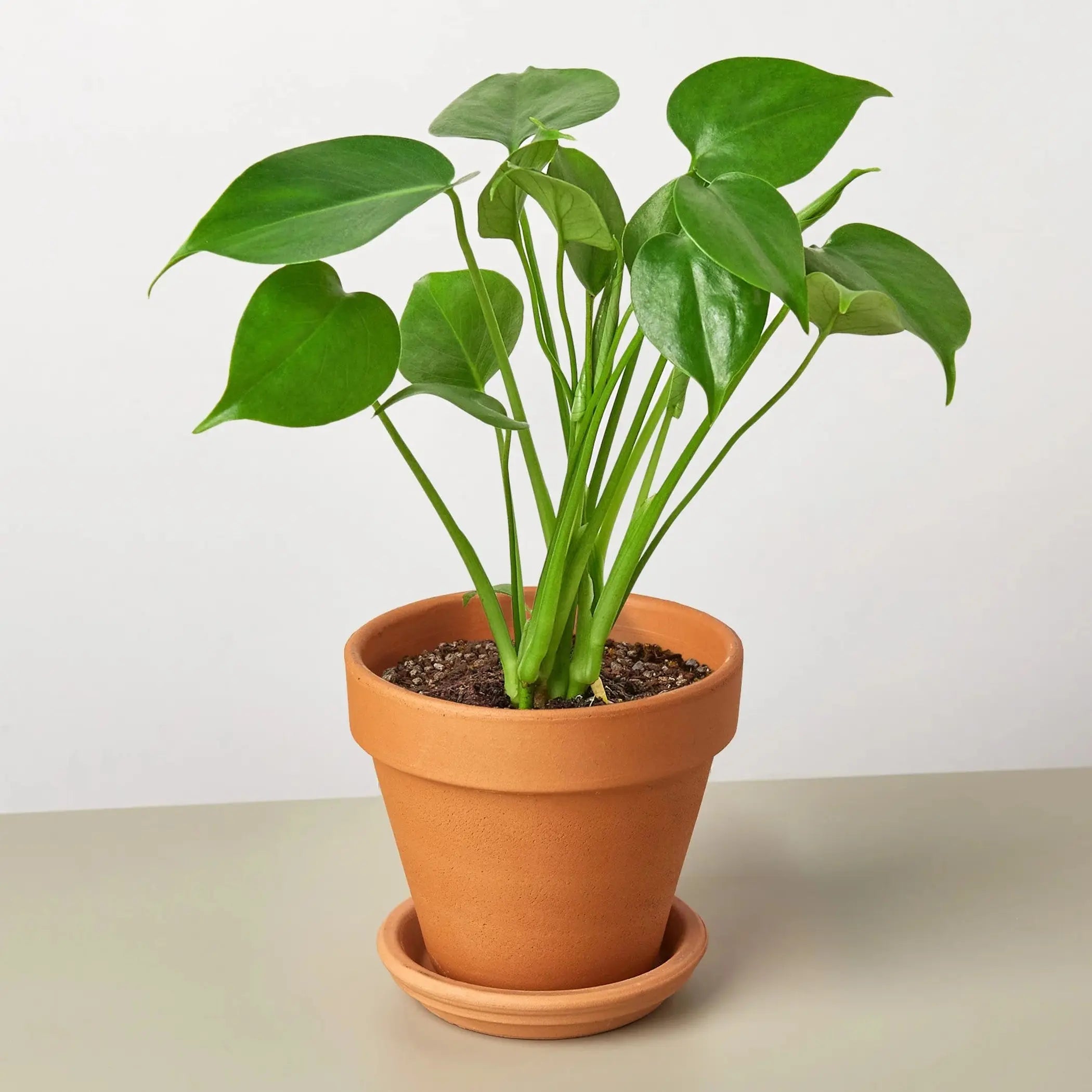 Philodendron Monstera Split-Leaf House Plant Wholesale