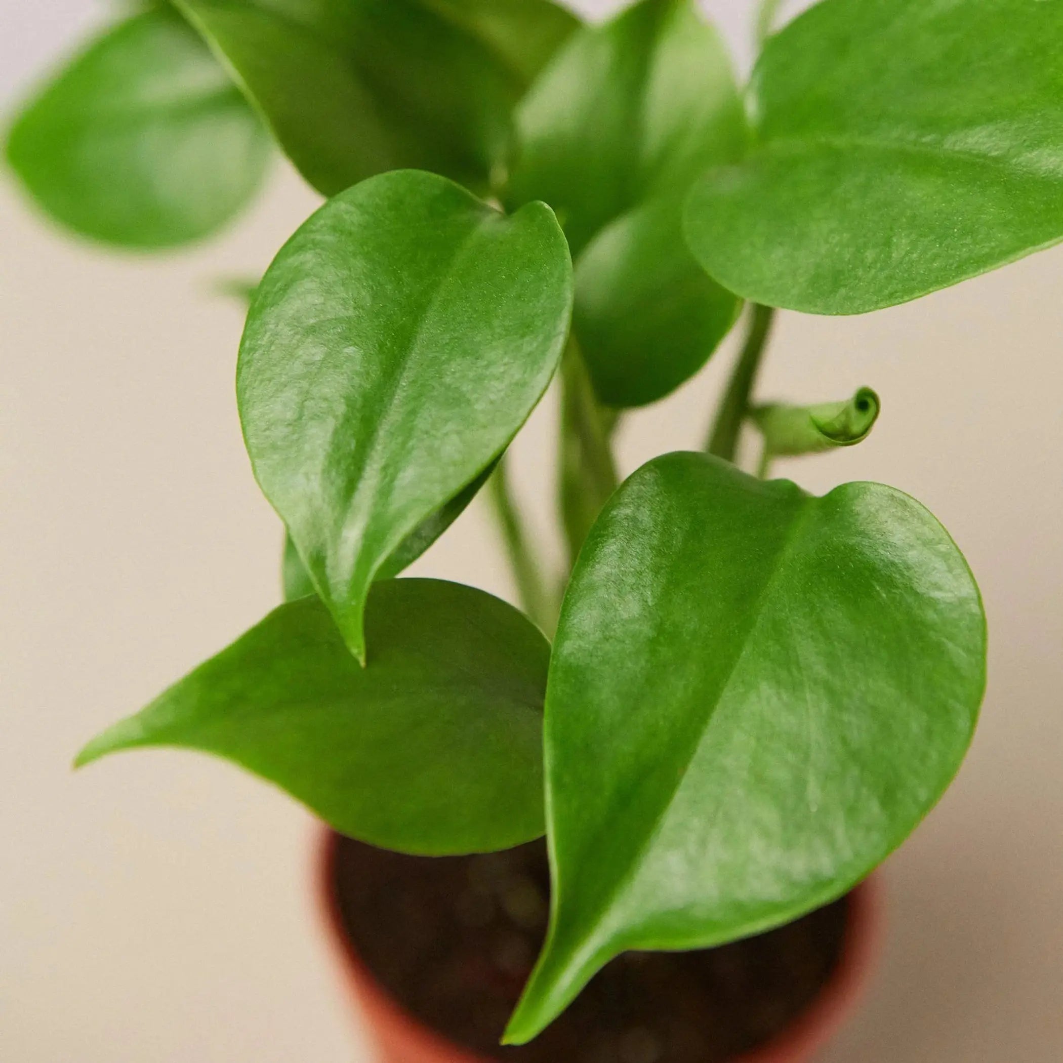 Philodendron Monstera Split-Leaf House Plant Wholesale