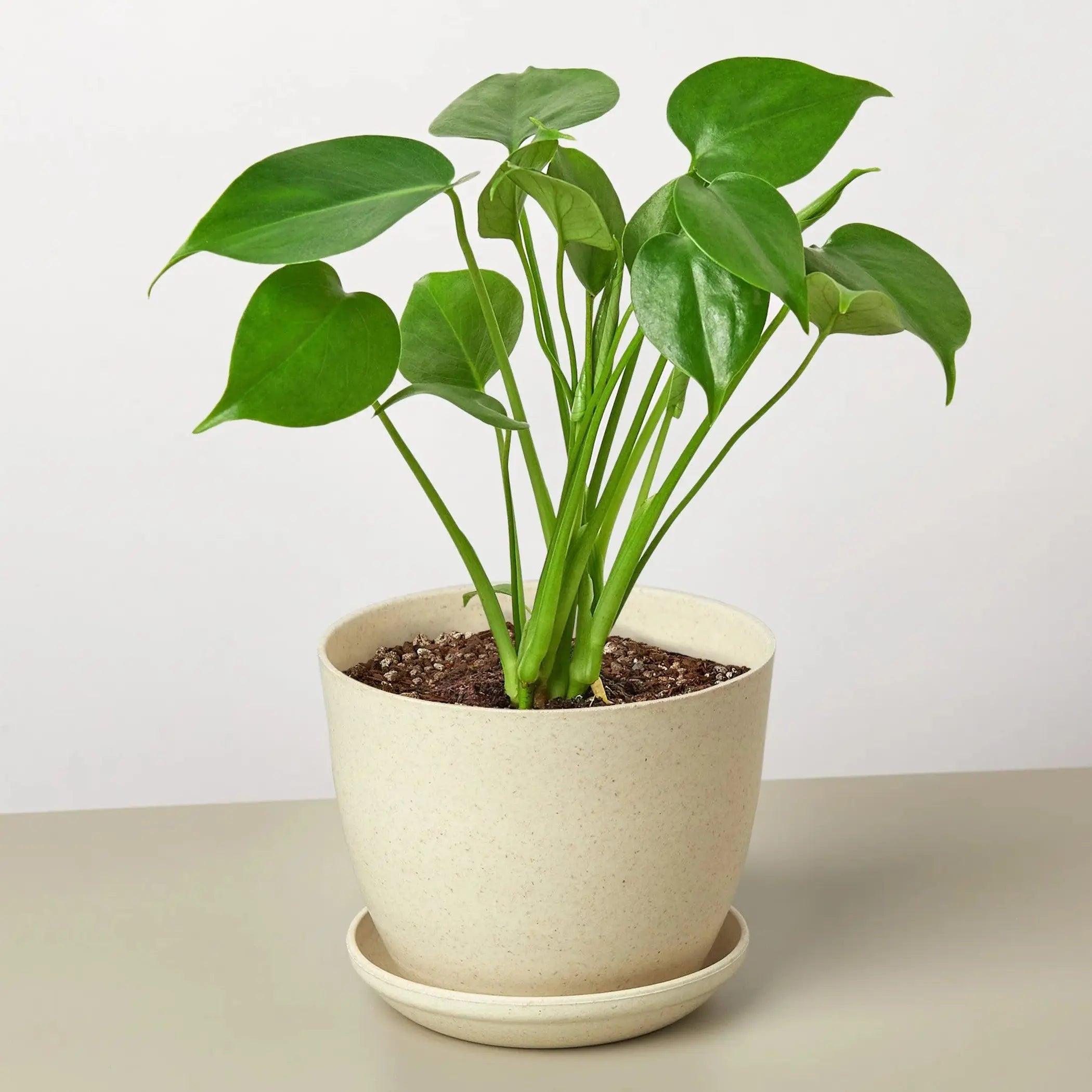 Philodendron Monstera Split-Leaf House Plant Wholesale