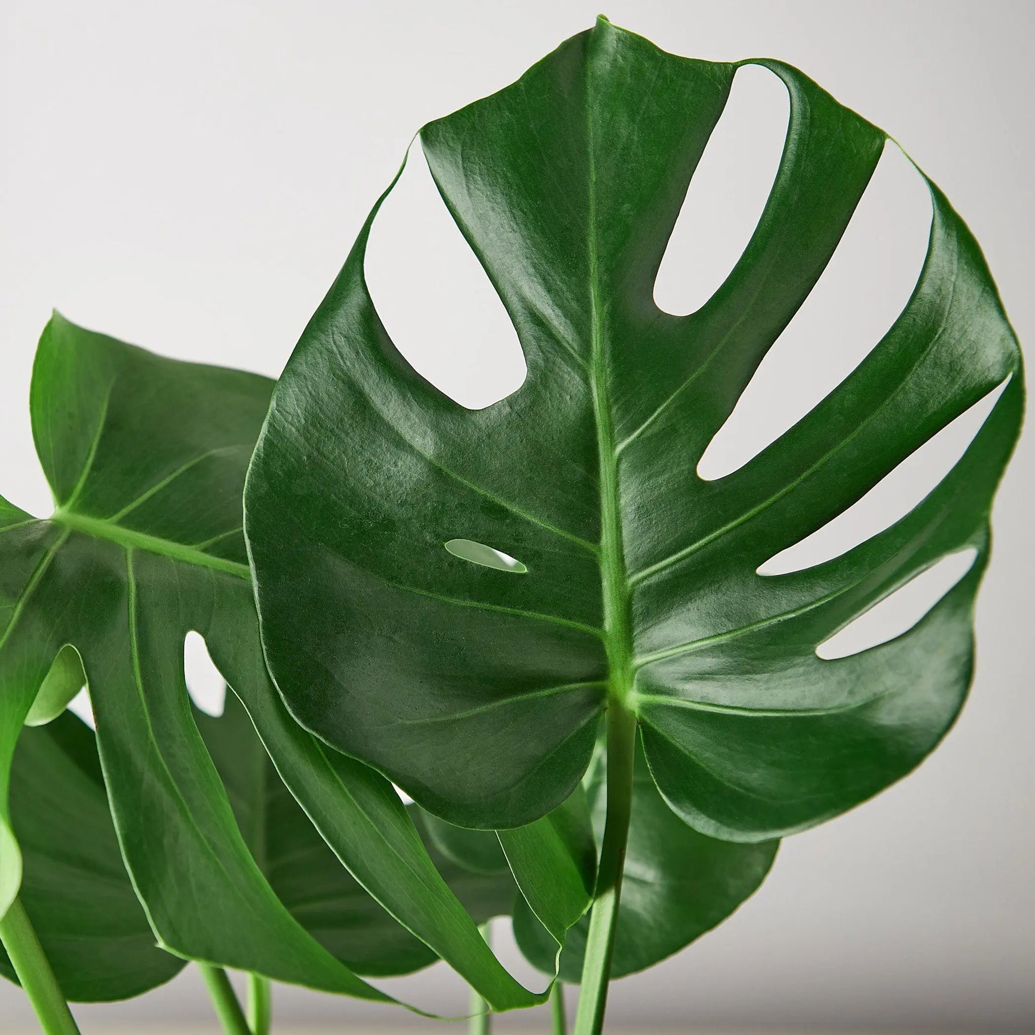 Philodendron Monstera Split-Leaf House Plant Wholesale