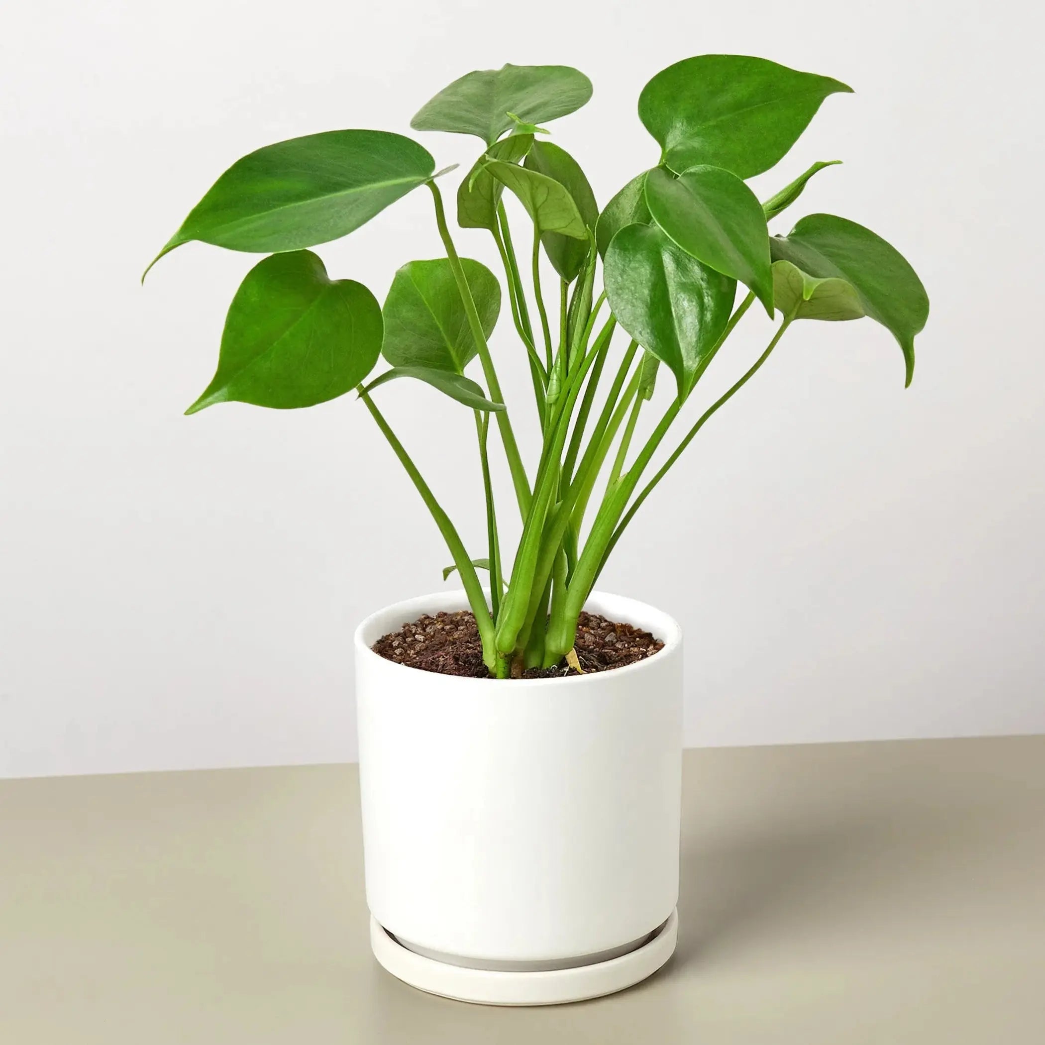 Philodendron Monstera Split-Leaf House Plant Wholesale