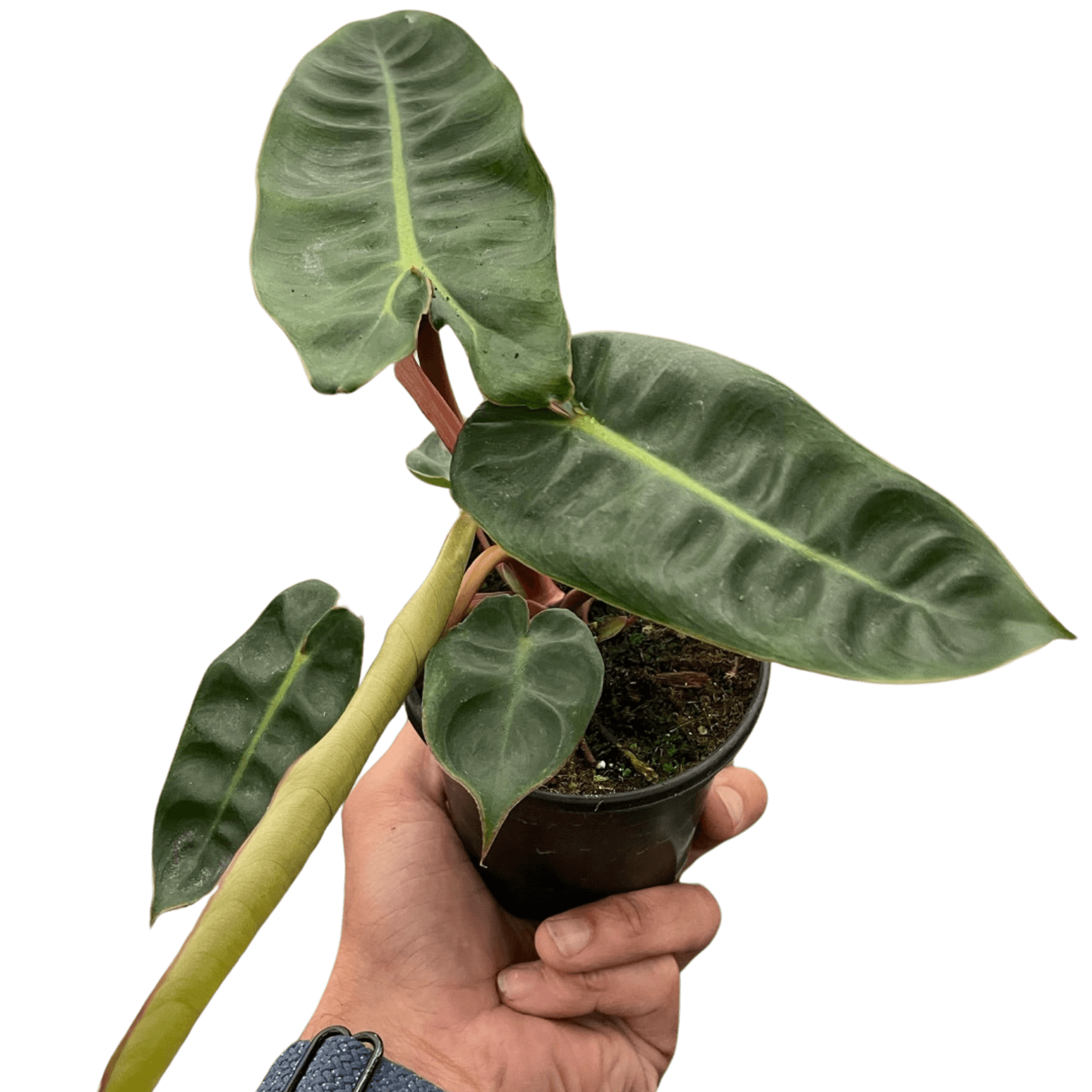 Philodendron 'Billietiae' House Plant Wholesale