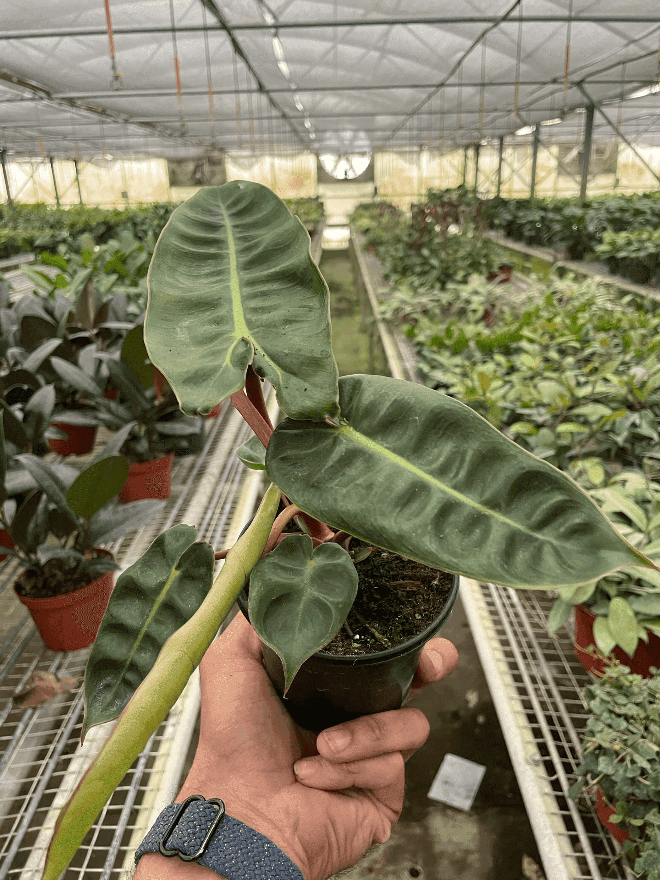 Philodendron 'Billietiae' House Plant Wholesale