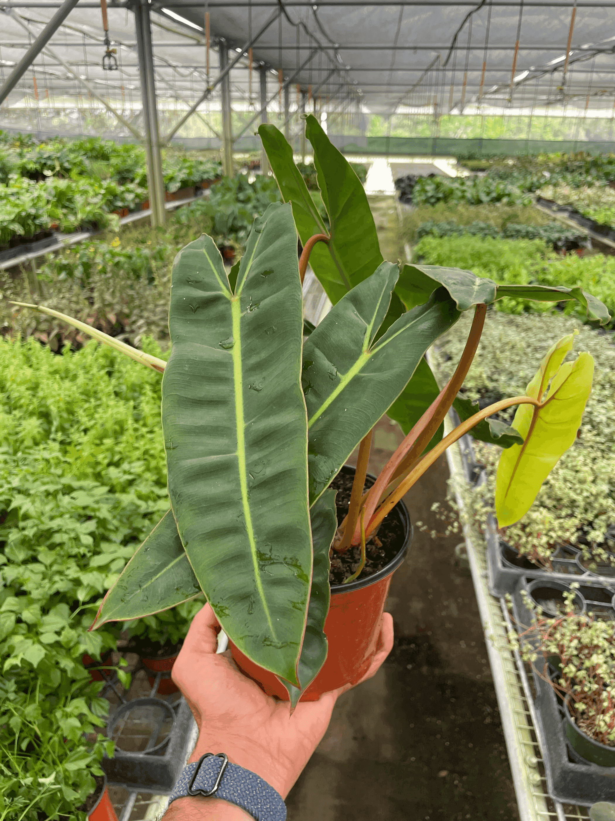 Philodendron 'Billietiae' House Plant Wholesale