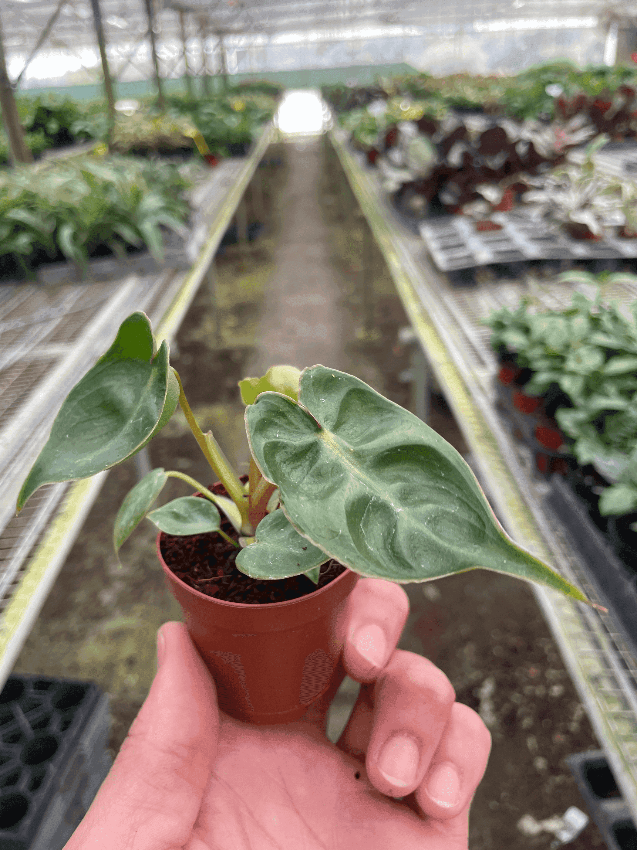 Philodendron 'Billietiae' House Plant Wholesale