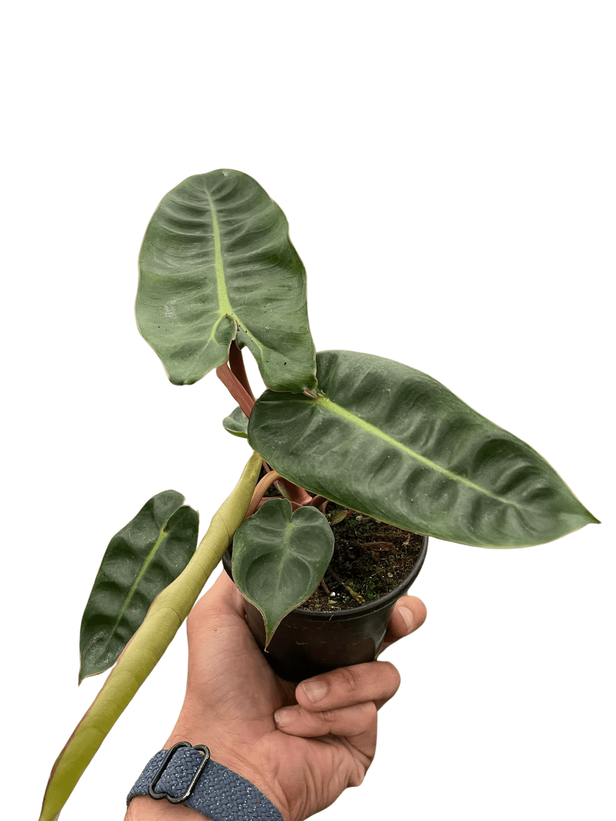 Philodendron 'Billietiae' House Plant Wholesale
