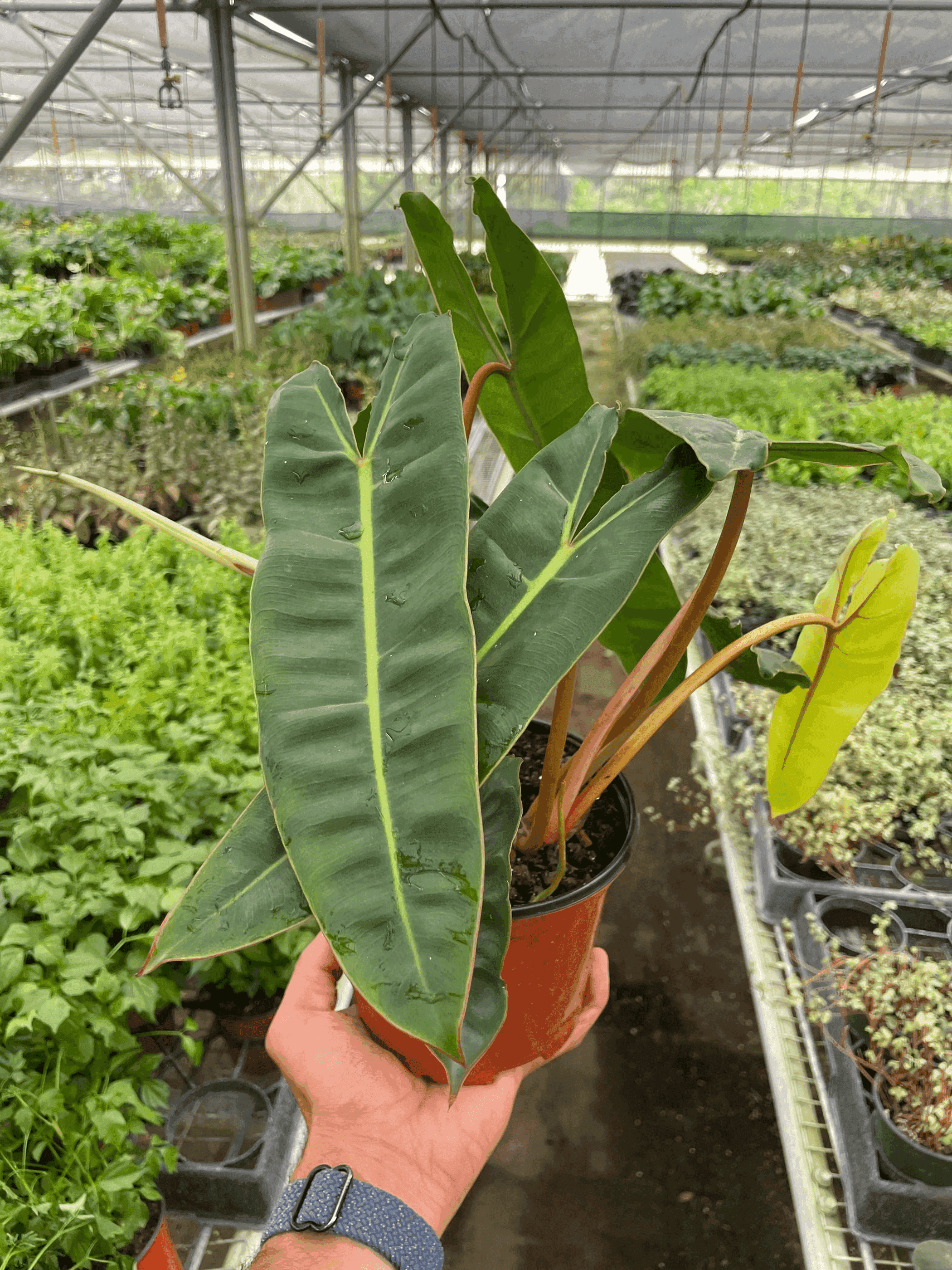 Philodendron 'Billietiae' House Plant Wholesale
