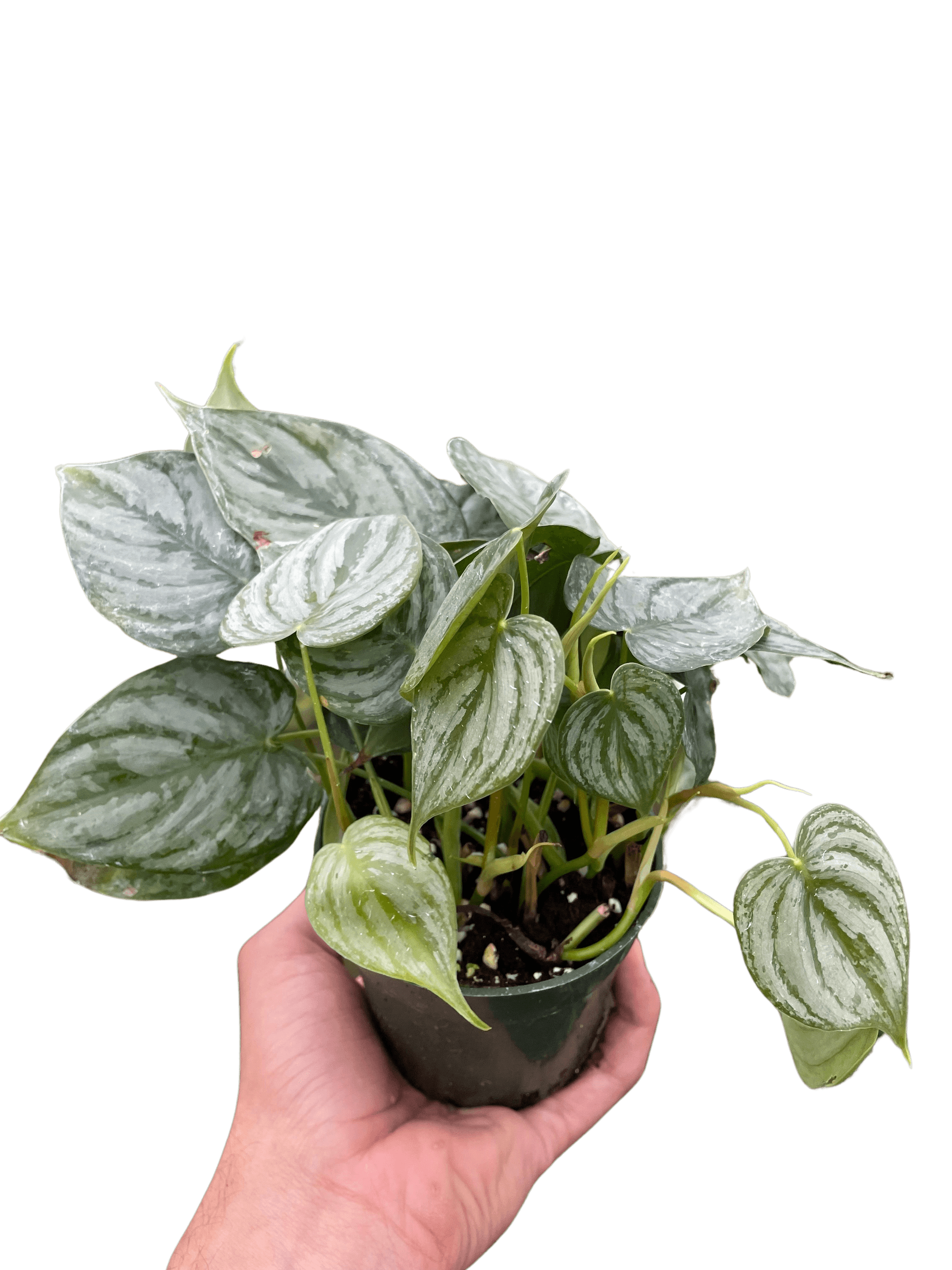 Philodendron 'Brandi' House Plant Wholesale