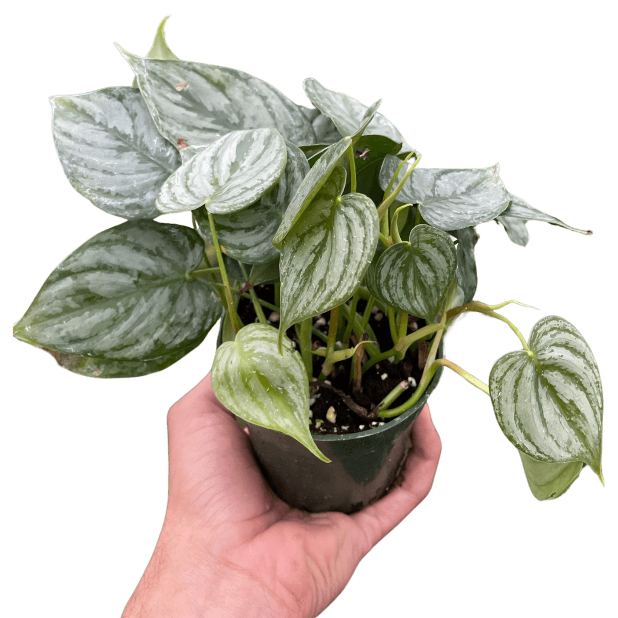 Philodendron 'Brandi' House Plant Wholesale