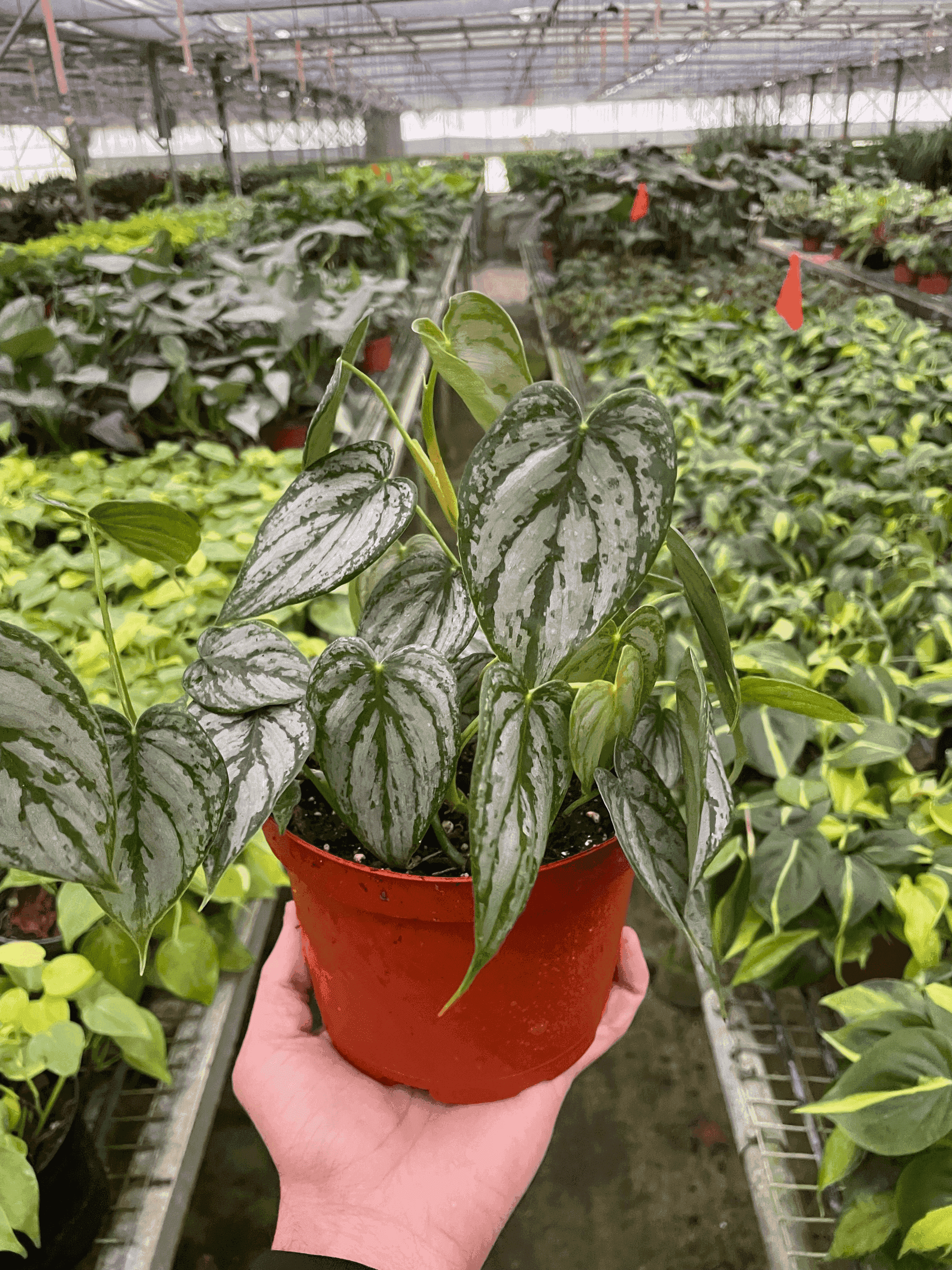 Philodendron 'Brandi' House Plant Wholesale