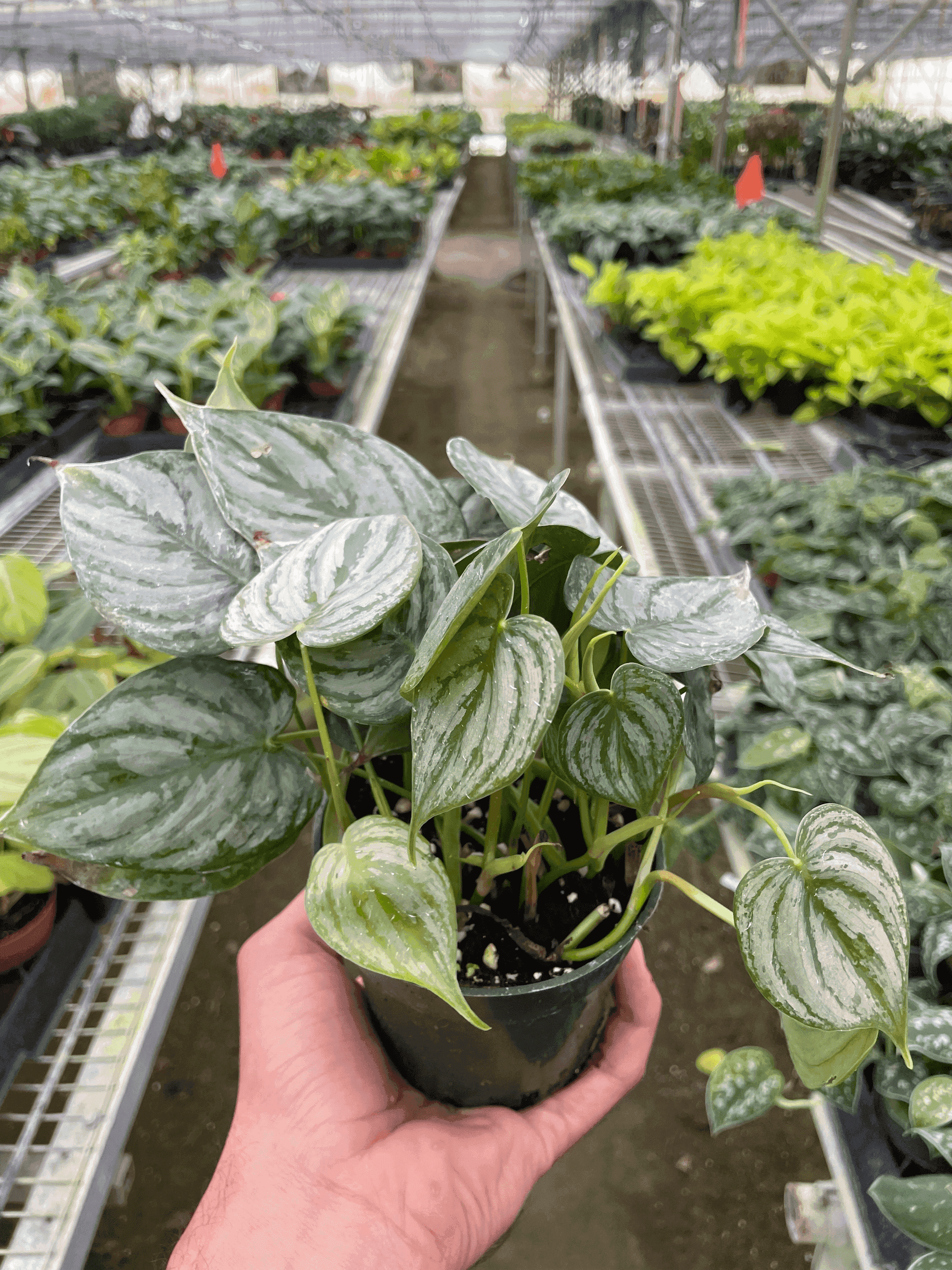 Philodendron 'Brandi' House Plant Wholesale