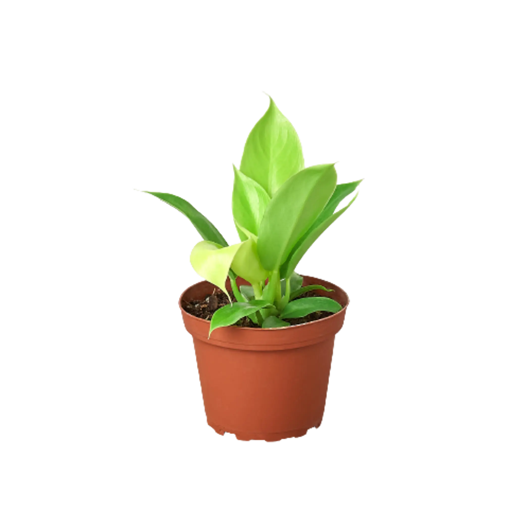 Philodendron 'Moonlight' House Plant Wholesale