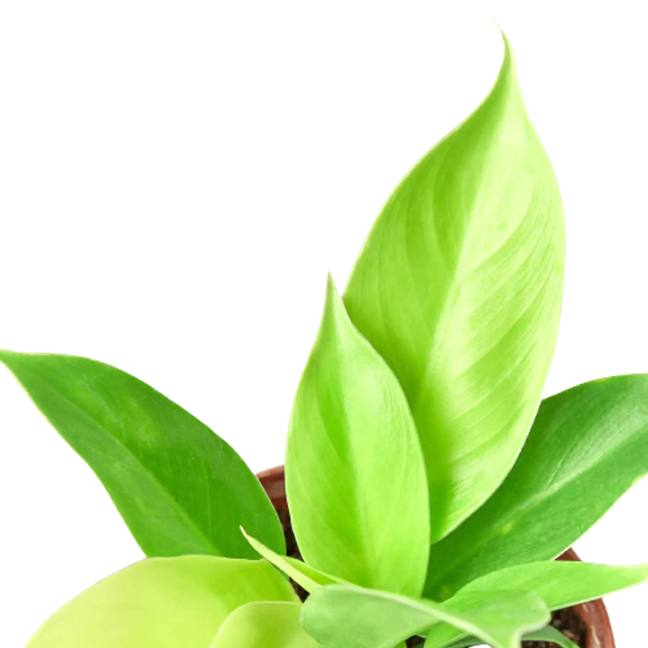 Philodendron 'Moonlight' House Plant Wholesale