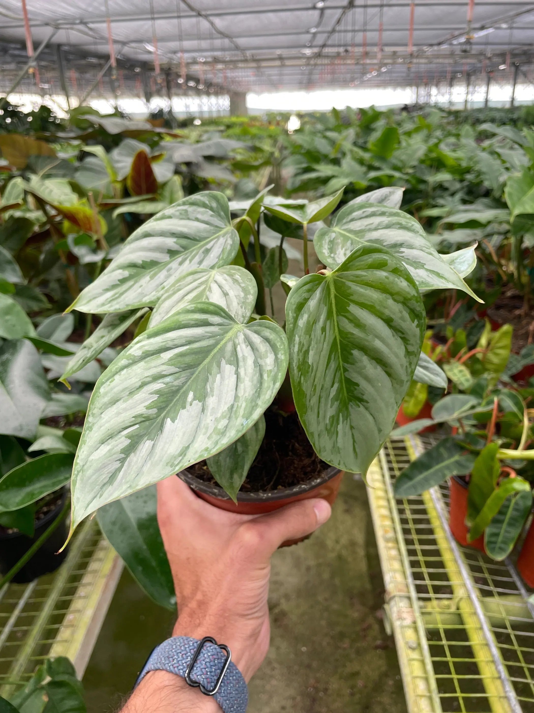 Philodendron 'Sodiroi' House Plant Wholesale