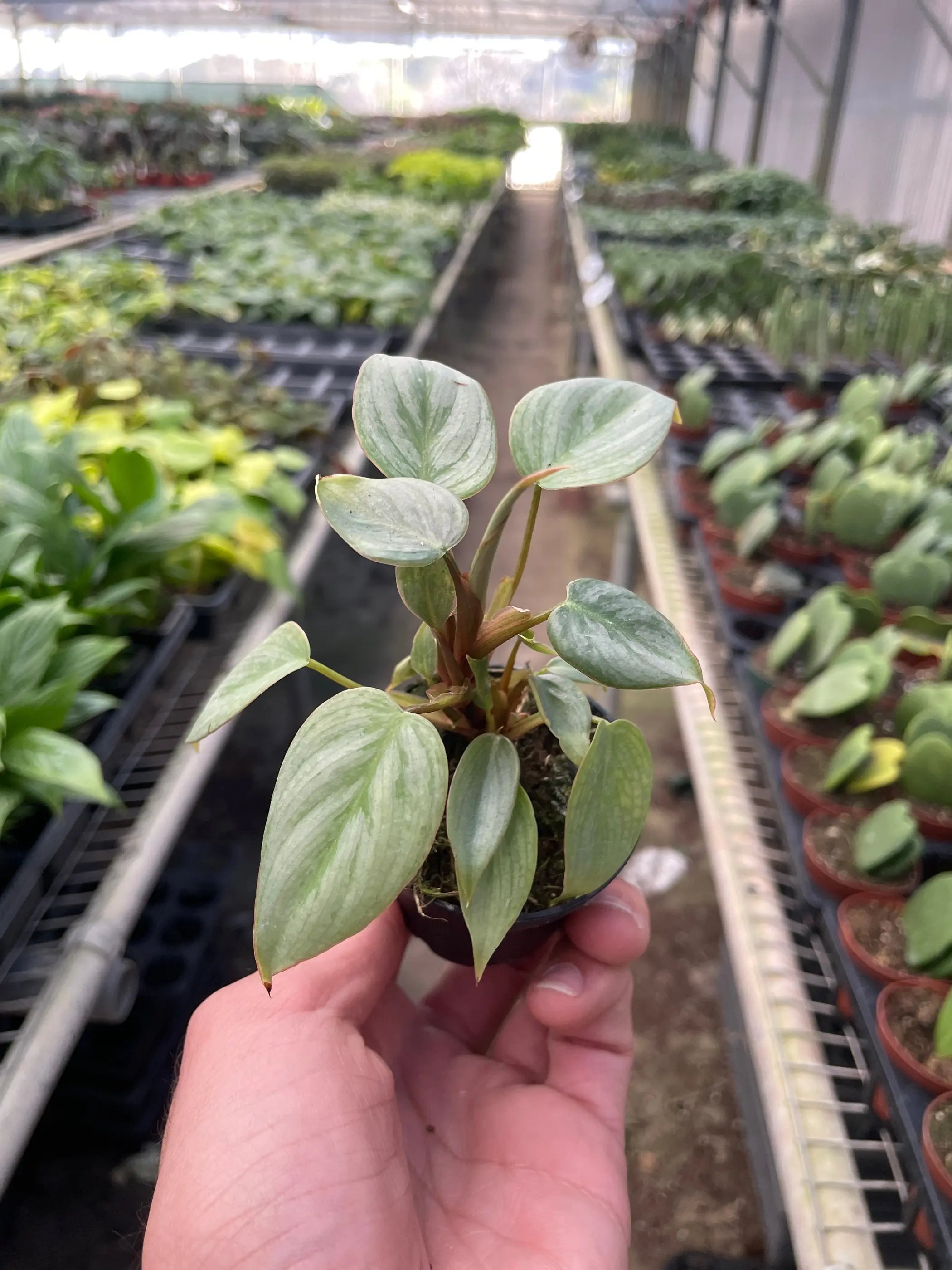 Philodendron 'Sodiroi' House Plant Wholesale