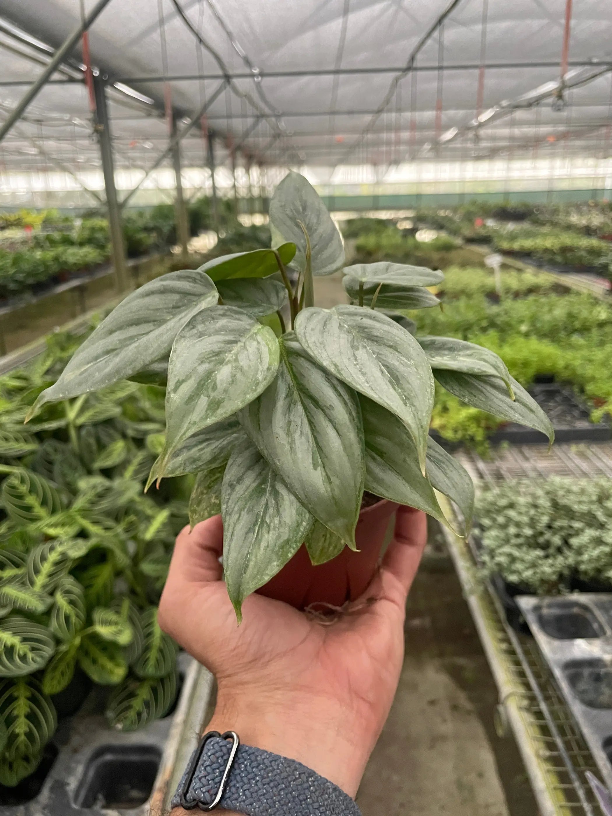 Philodendron 'Sodiroi' House Plant Wholesale