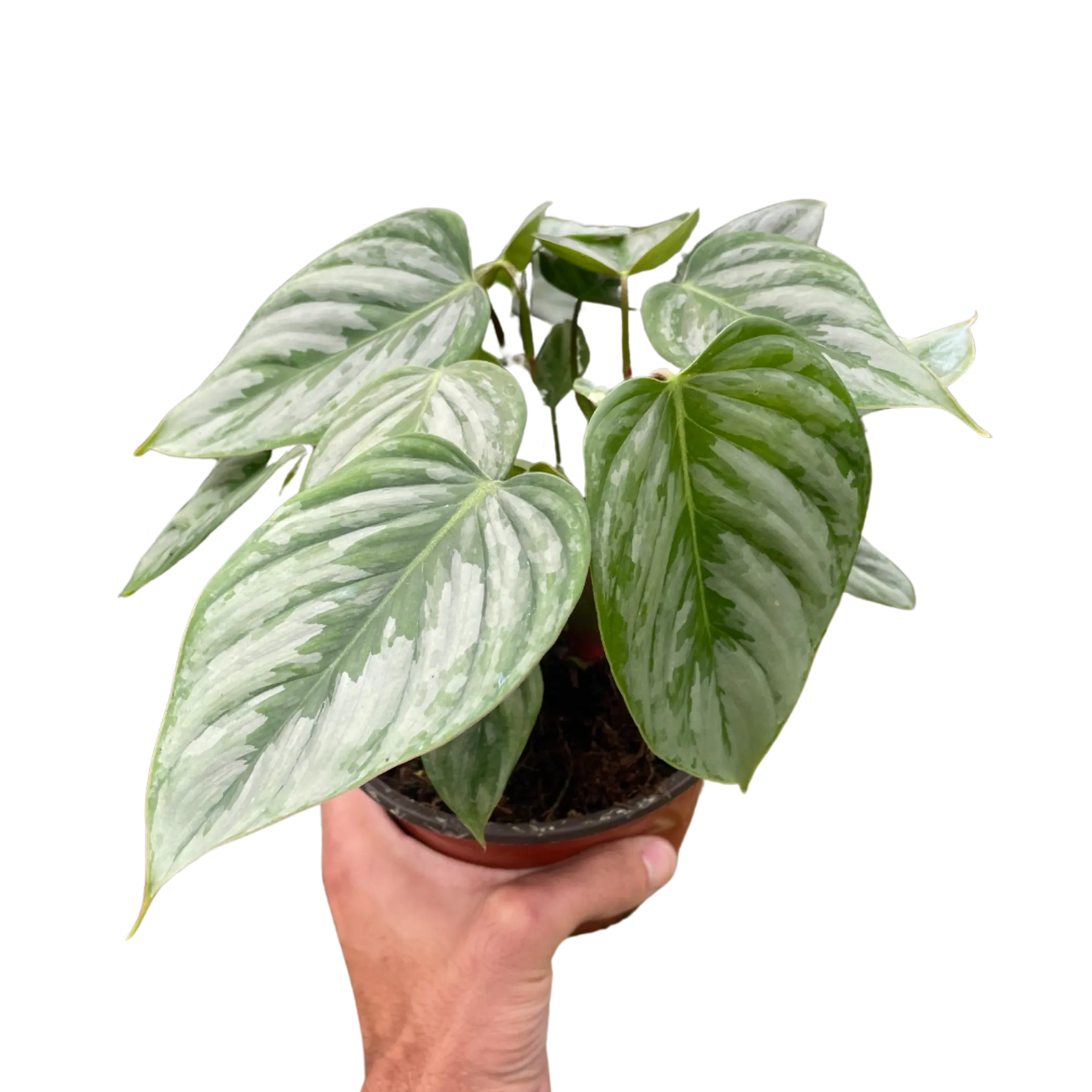 Philodendron 'Sodiroi' House Plant Wholesale
