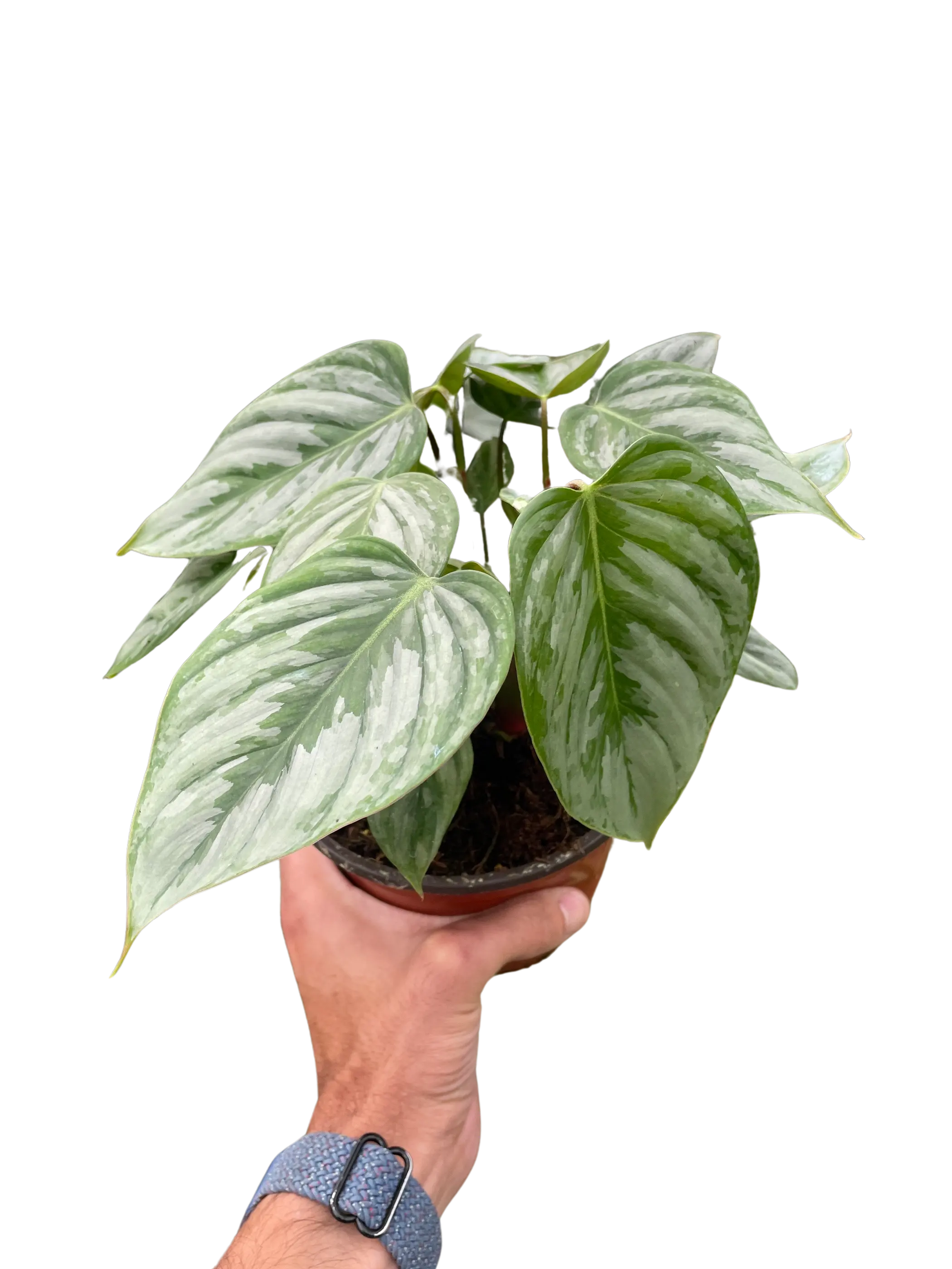 Philodendron 'Sodiroi' House Plant Wholesale