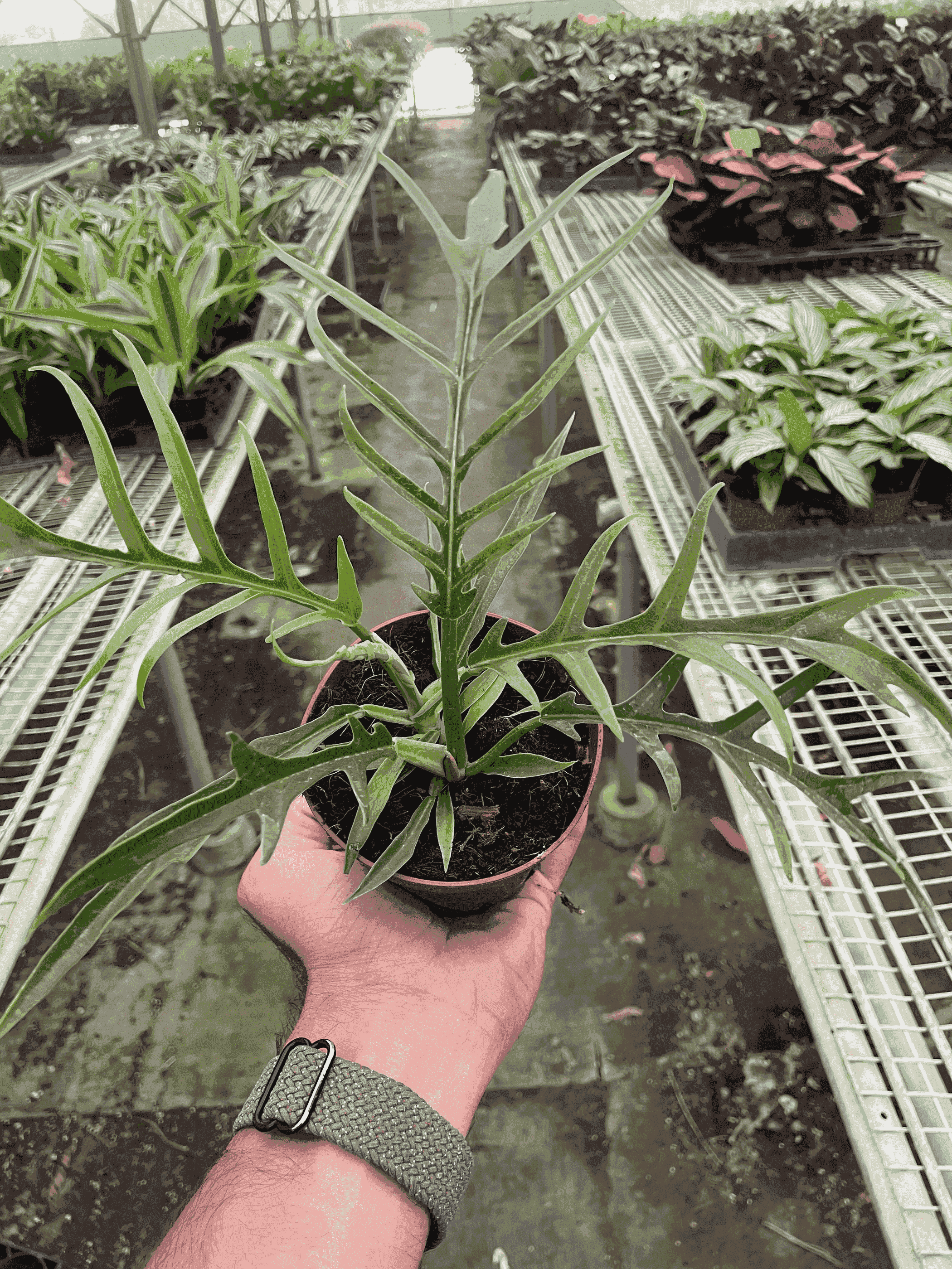 Philodendron 'Tortum' House Plant Wholesale
