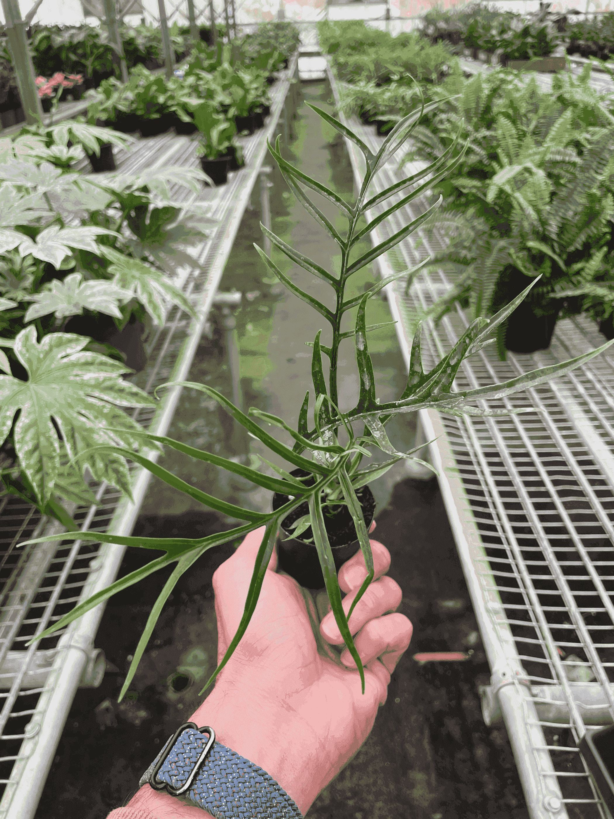 Philodendron 'Tortum' House Plant Wholesale